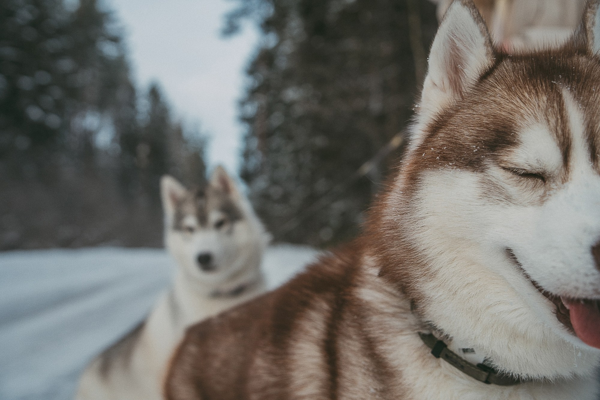 Полина, Уго и Пышка. Фотограф анималист в Москве и Санкт-Петербурге Свиридова Анна