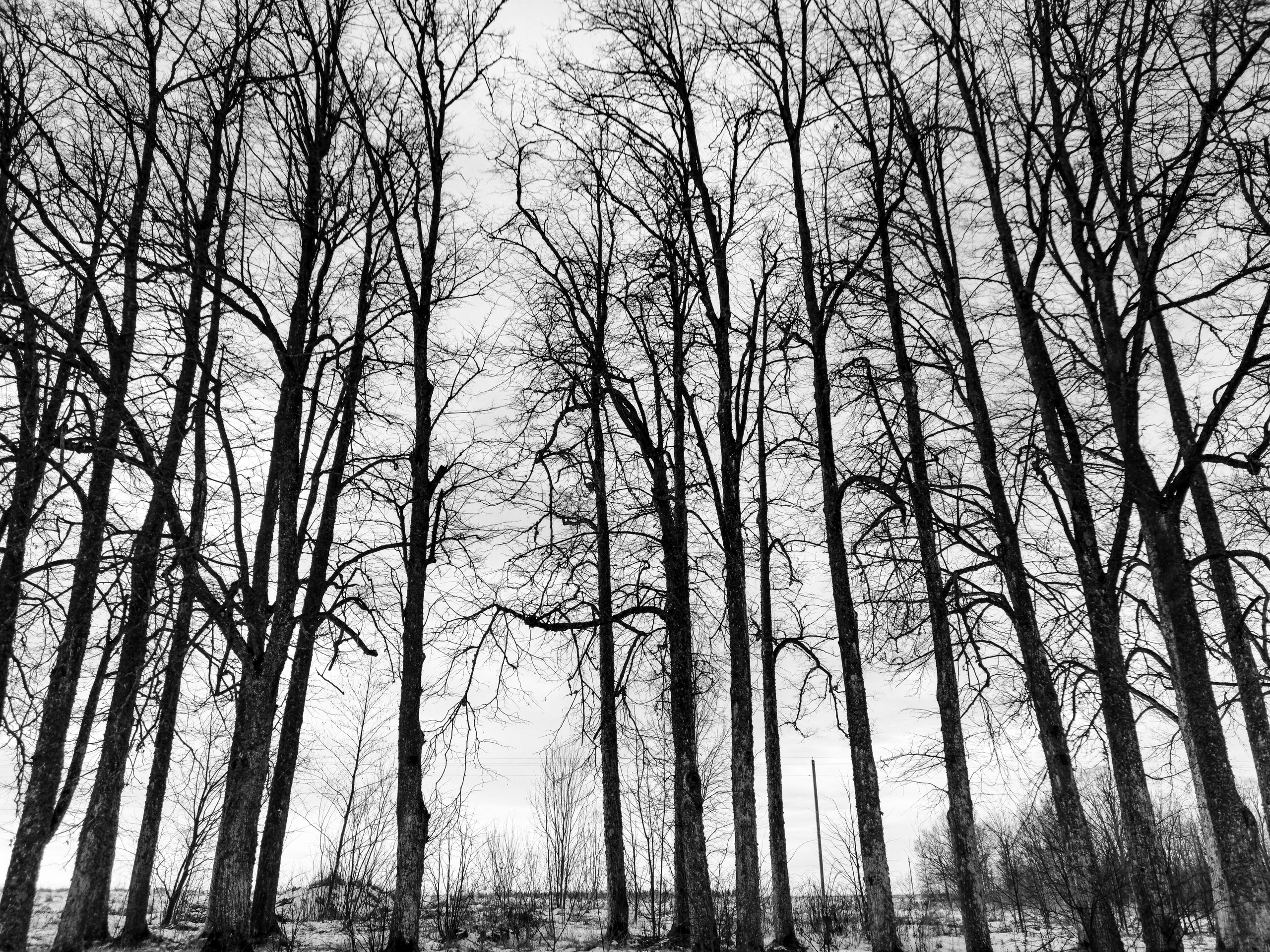 Жизнь деревенская. Фотограф Антон Швец — Монохромная реальность