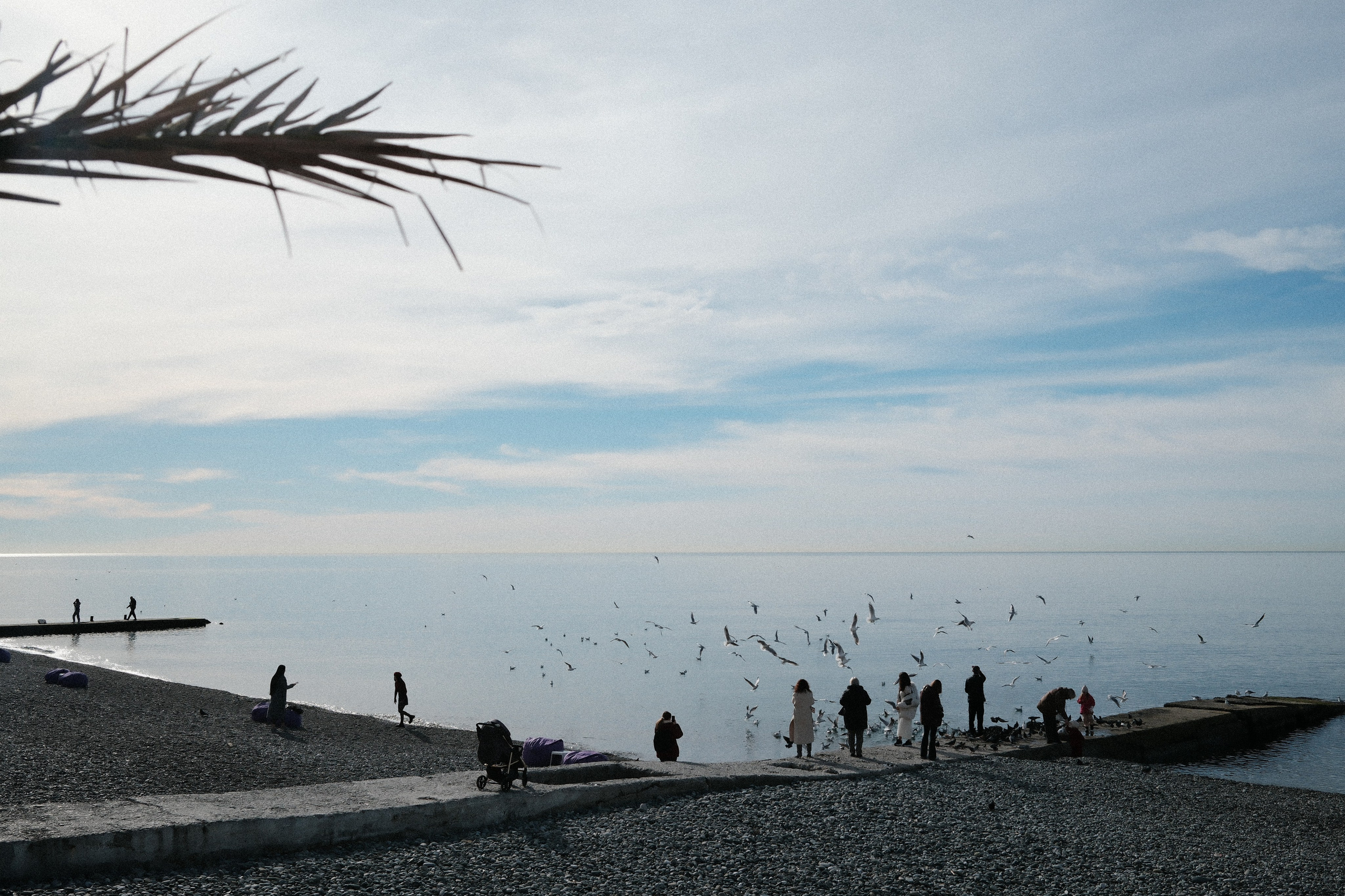 Фотографии зимнего Адлера. Алексей Торопов фотограф