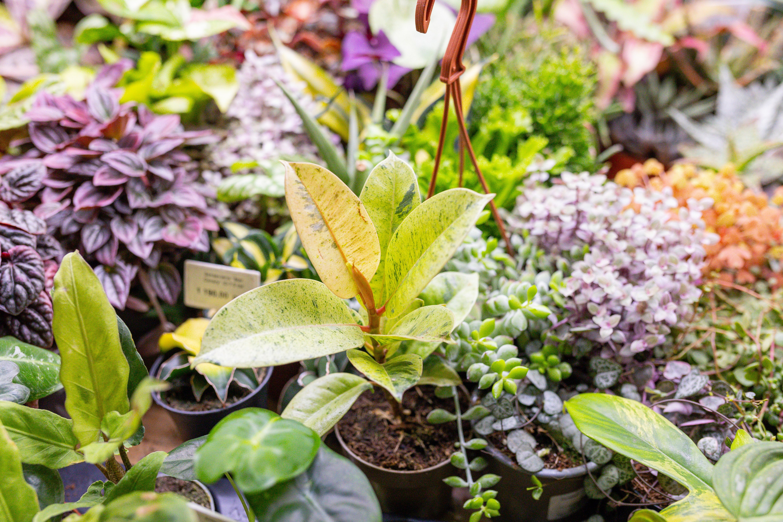 Монстериум 11–12 октября. Александра Куликова фотограф, Москва