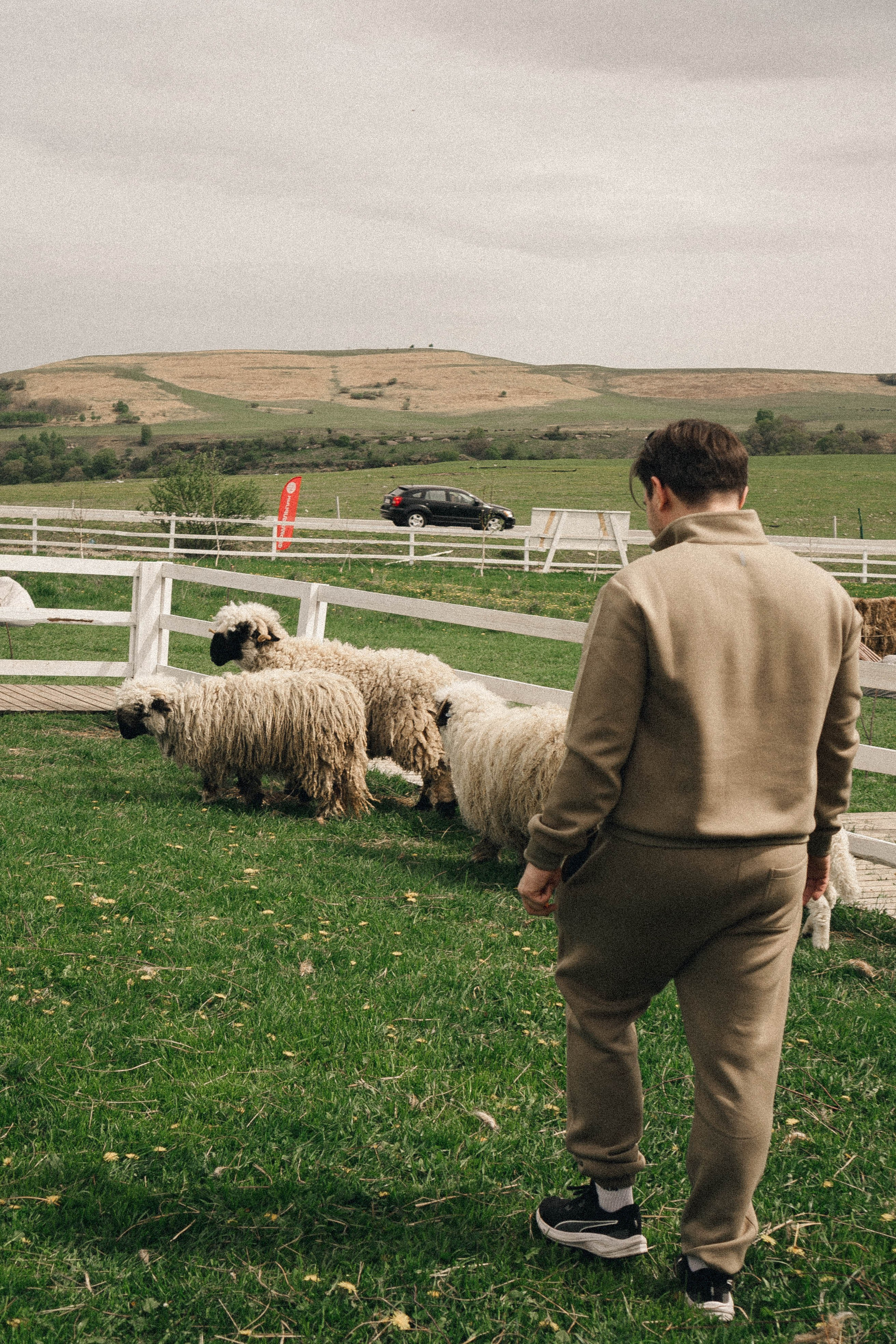 Ферма Альпак. Профессиональный фотограф, Санкт-Петербург — Виктория Богомолова
