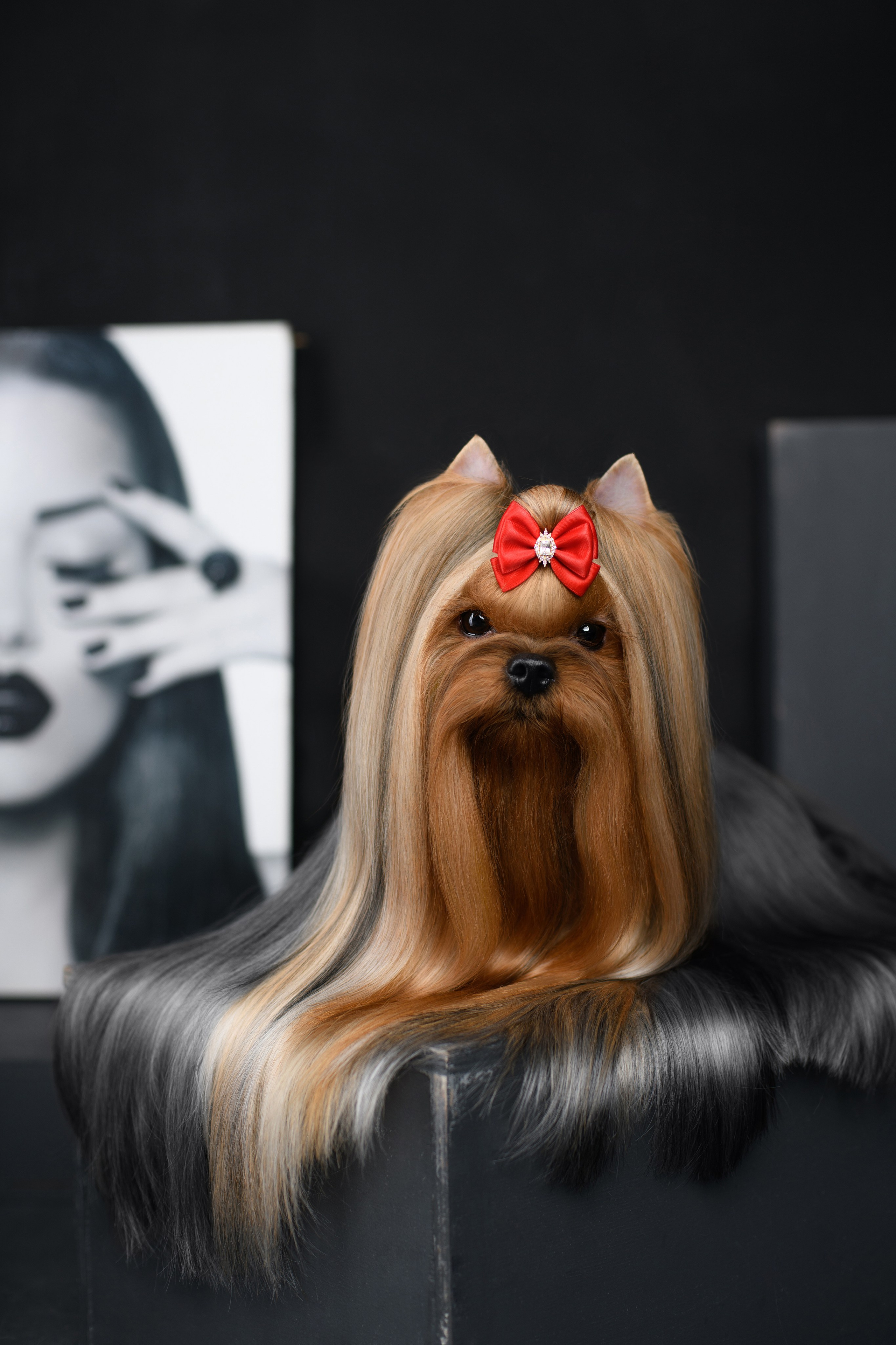 Йоркширский терьер — питомник йоркширских терьеров Vole'T Shou