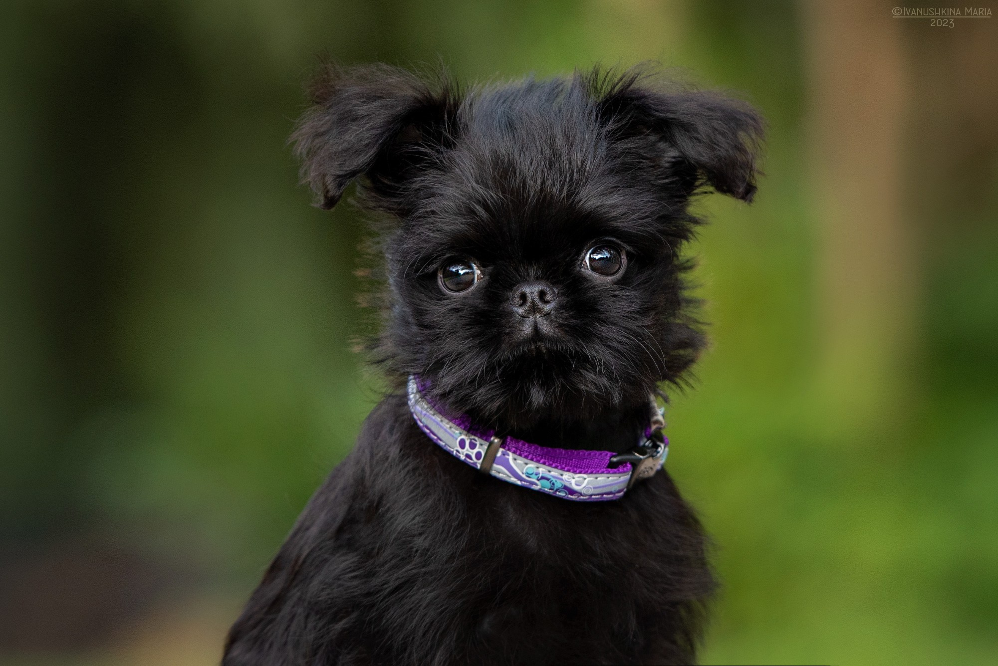 Фотосессия щенков на продажу. Фотограф собак в Москве и Московской области Иванушкина Мария