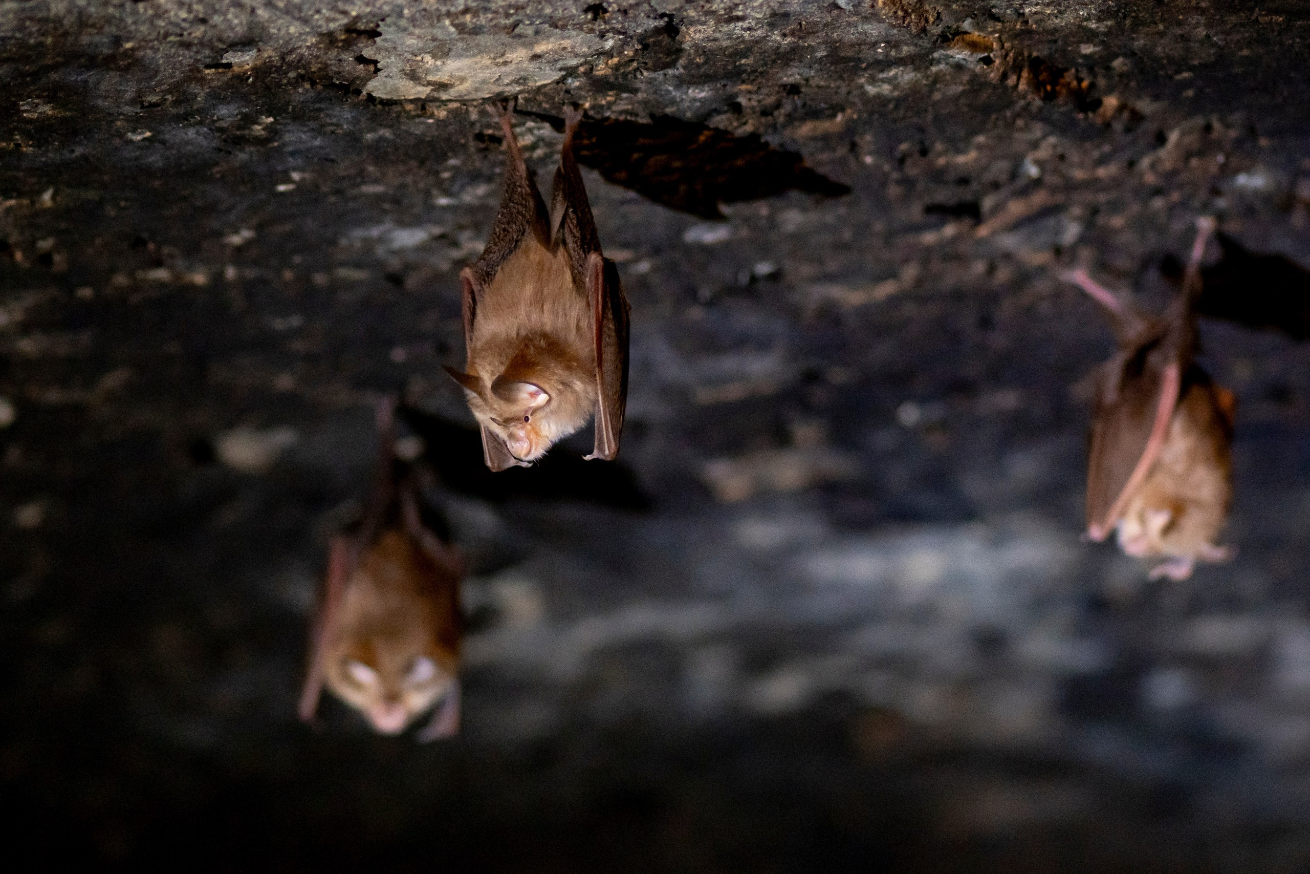 Дикая природа Дагестана. Май 2025 г. Foto-Zuev фотография как искусство