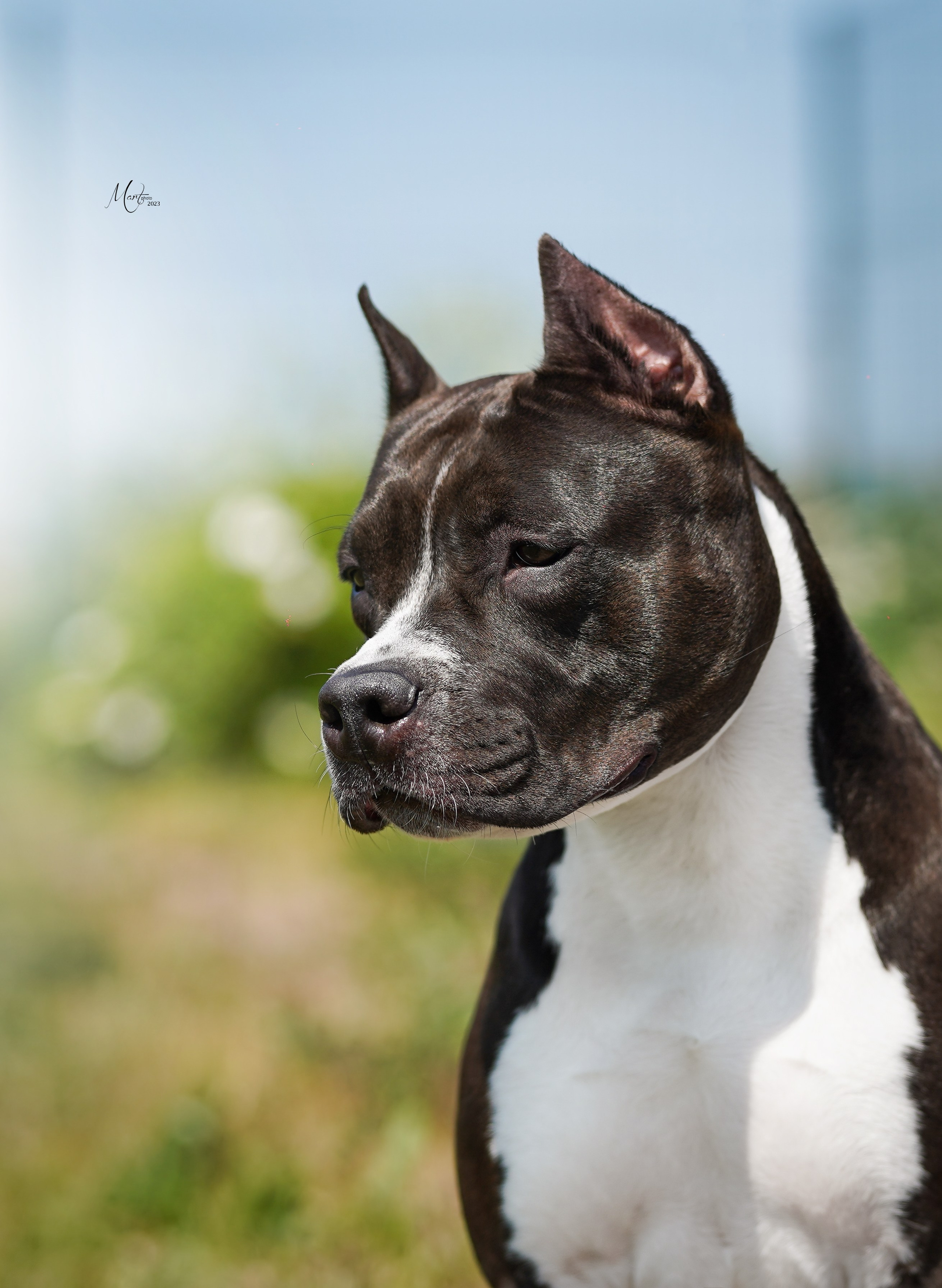 Выставки 2023. Фотограф-анималист в Санкт-Петербурге Яна Мартынова