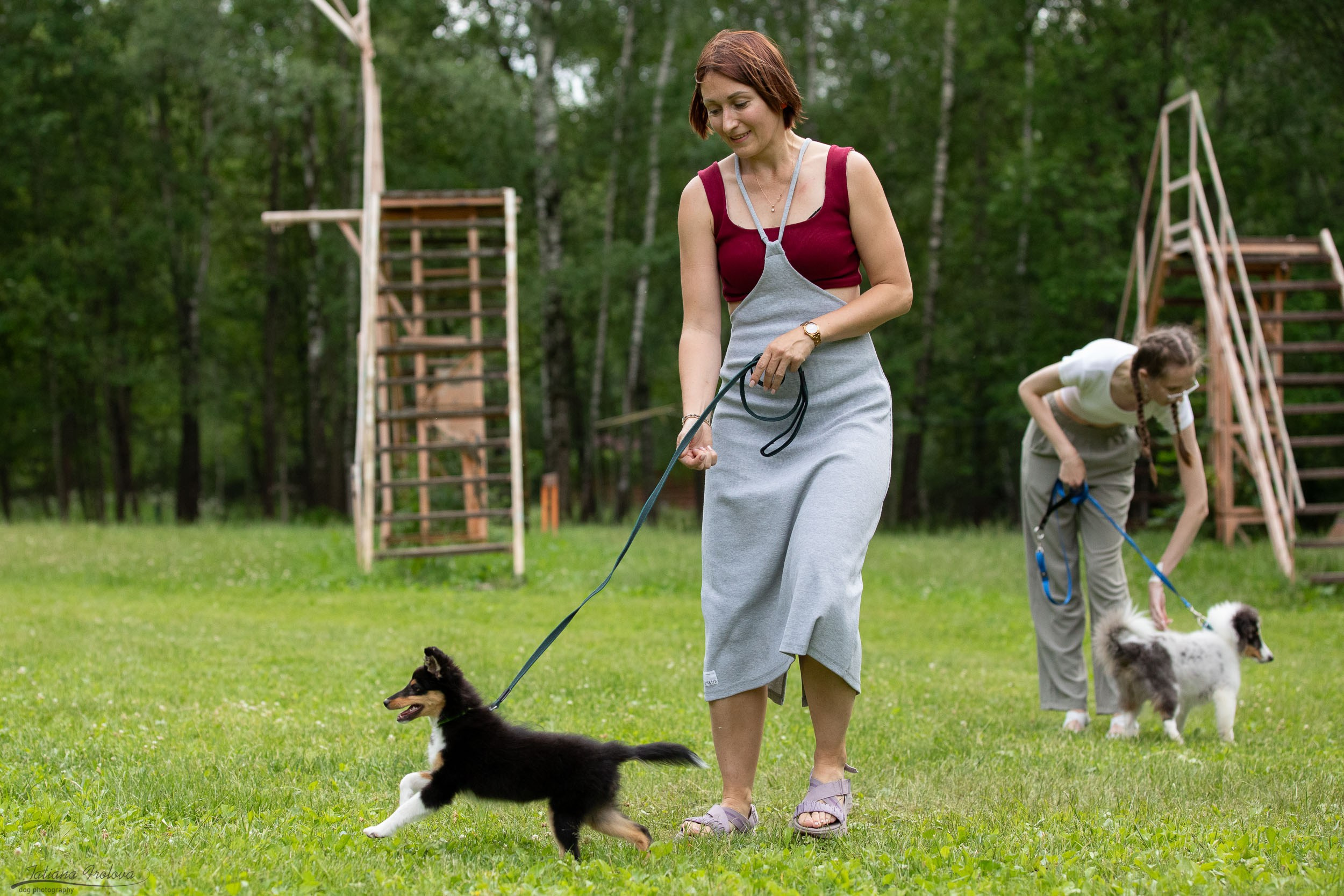 Репортаж с выводки молодняка колли/шелти в Ясенево. Фотограф-анималист в Москве и Московской области Татьяна Фролова