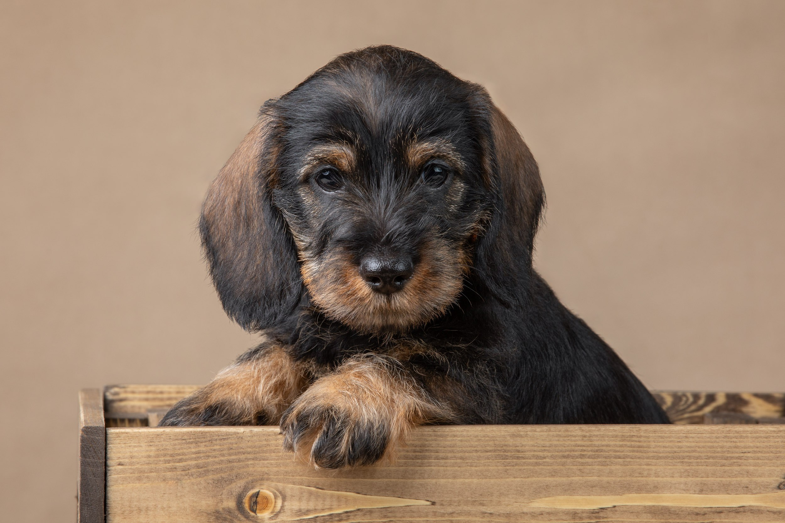Съемка щенков жесткошерстной таксы на бежевом фоне в ящике. Фотограф-анималист в Москве и Московской области Татьяна Фролова