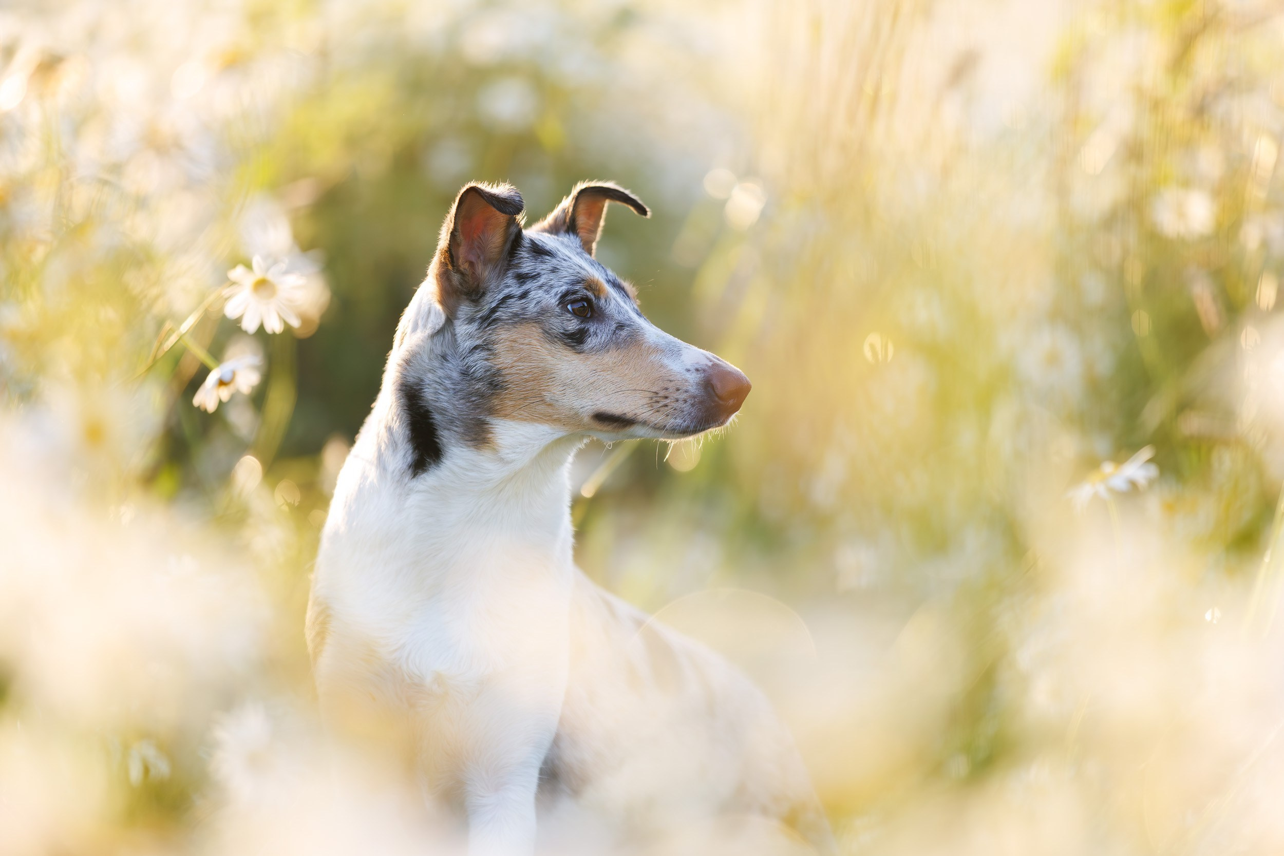 Фотограф-анималист в Москве и Московской области Татьяна Фролова