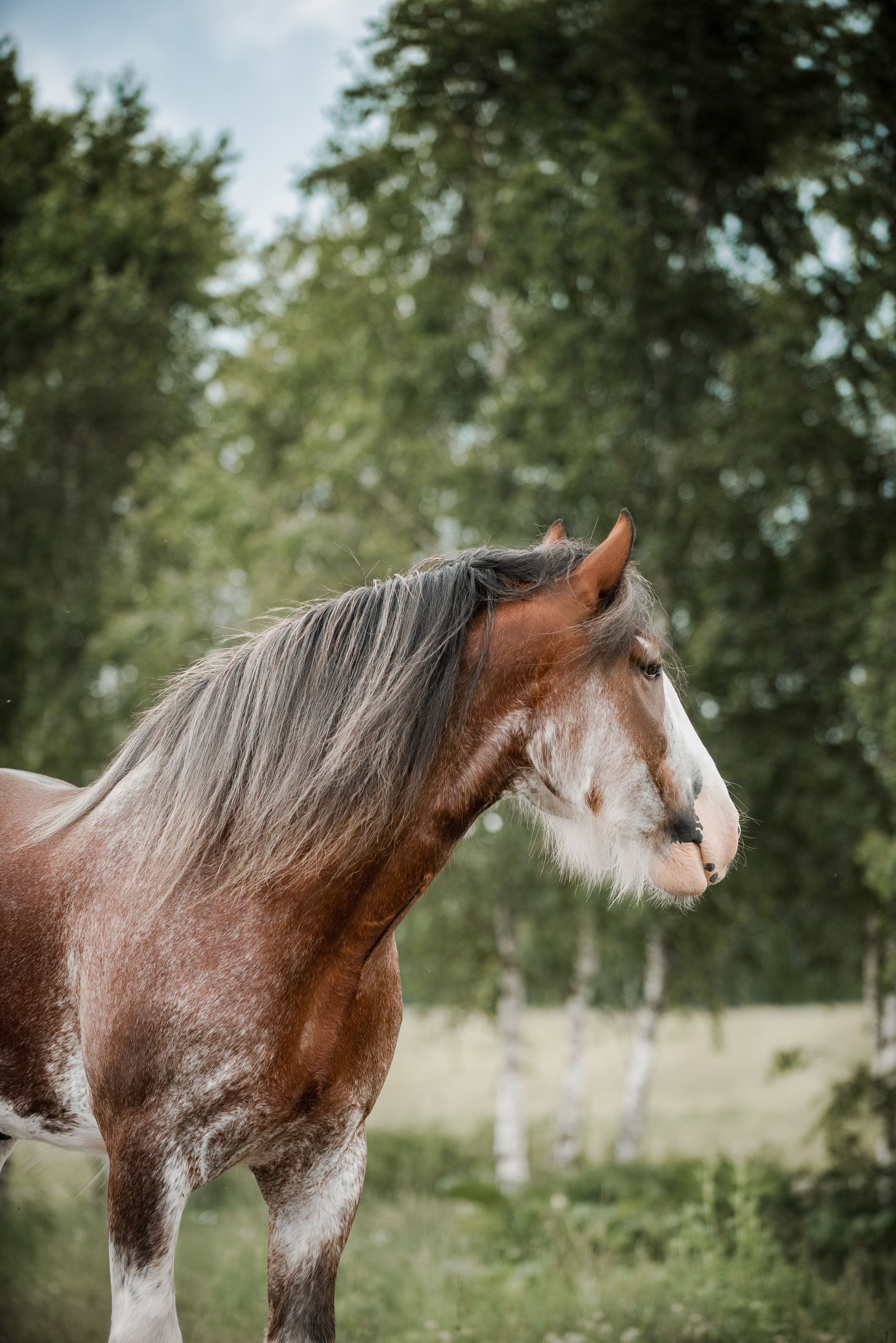 KOMARDINS. Конный фотограф Куракина Дарья • Фотосессии с лошадьми