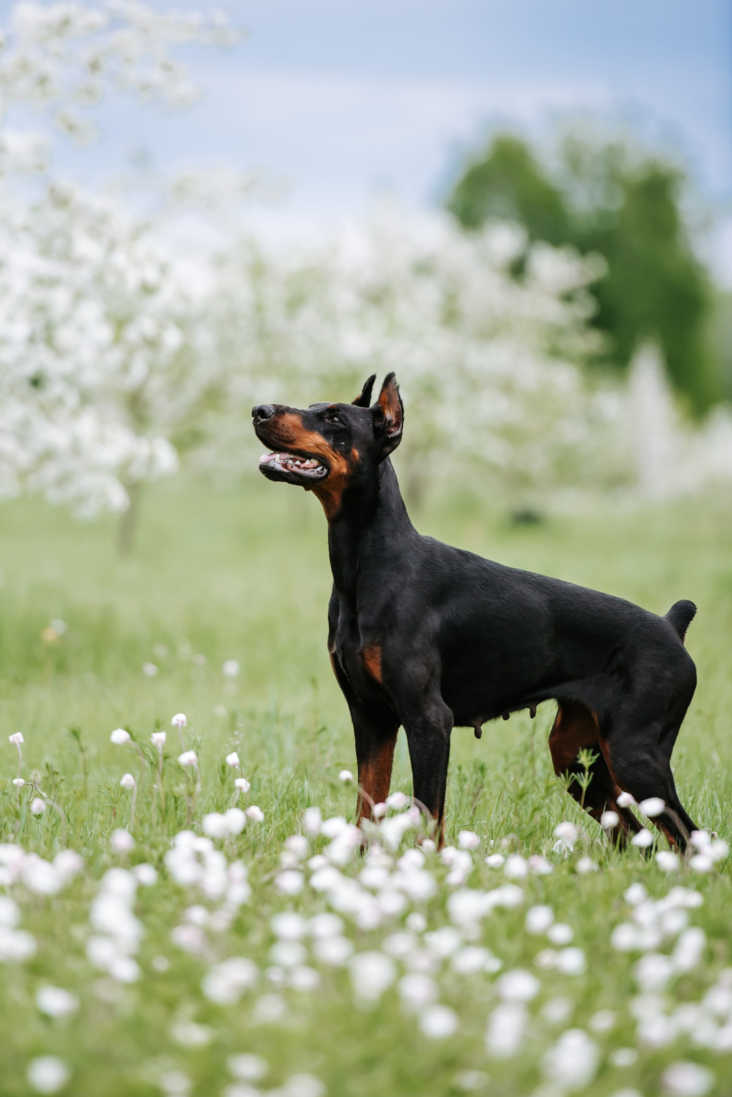 Цветение с доберманами. Фотограф Диана Оленина Красноярск / Братск
