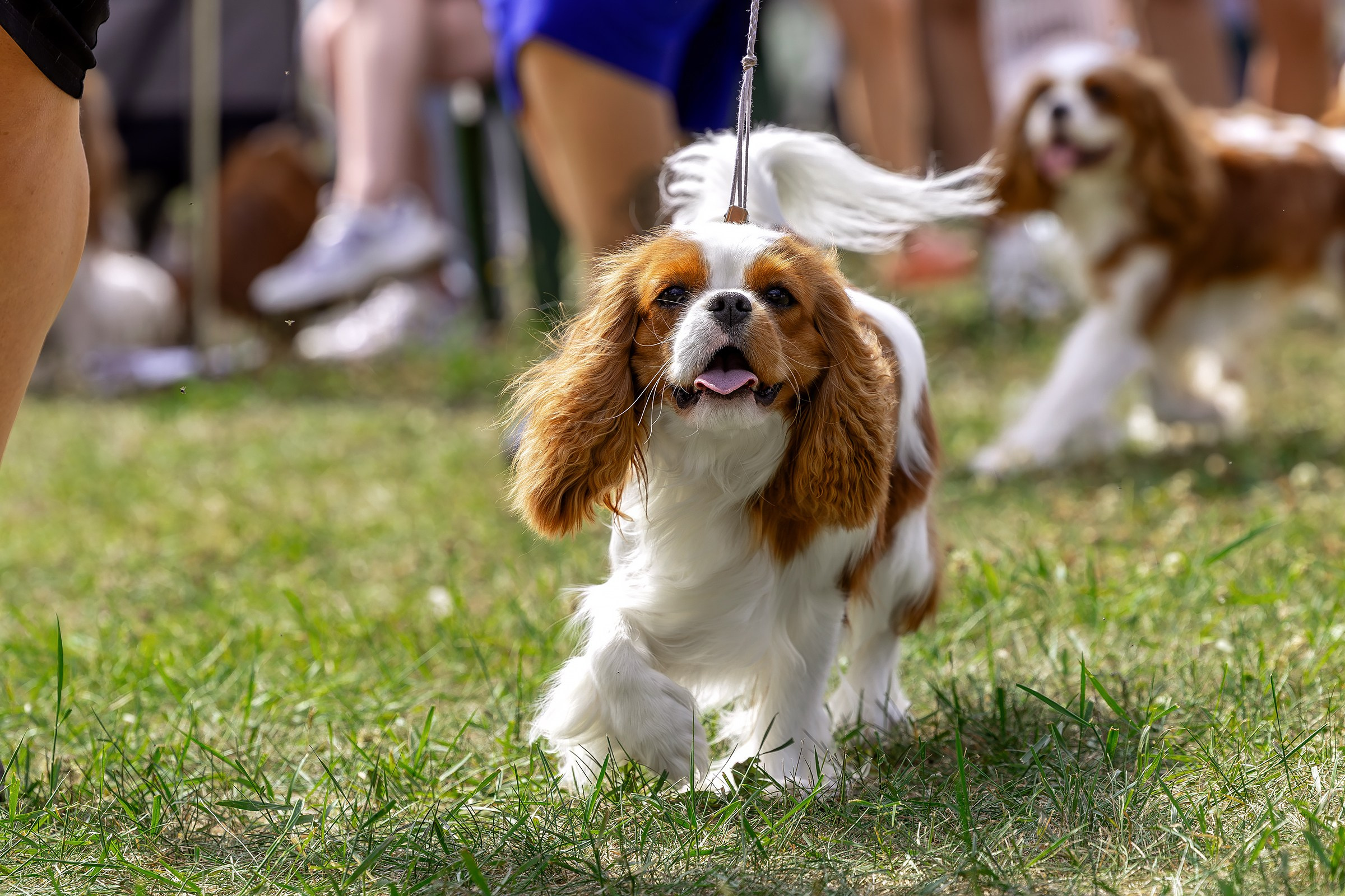 2–3 августа 2025, Выставка РКФ, г. Пермь. Htykk_photo