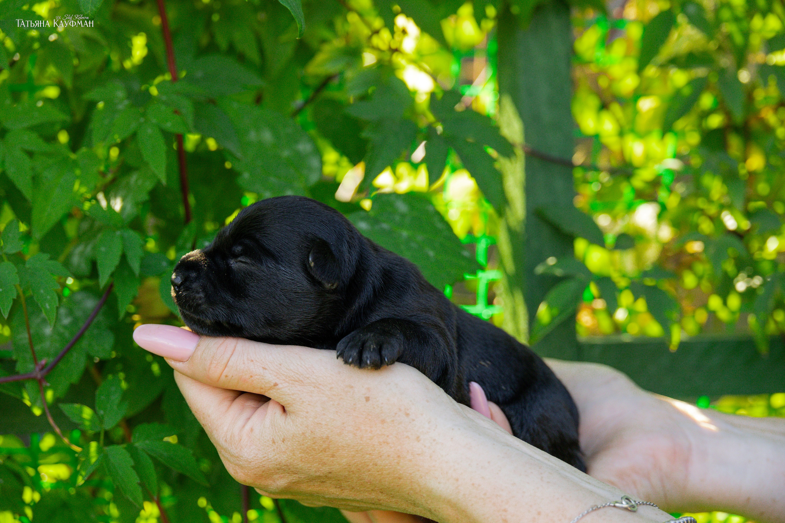цвергшнауцер, щенки цвергшнауцера, цверг, купить щенка, щенки Новосибирск, фотограф Анималист, фотосъемка собак, фотосессия щенков