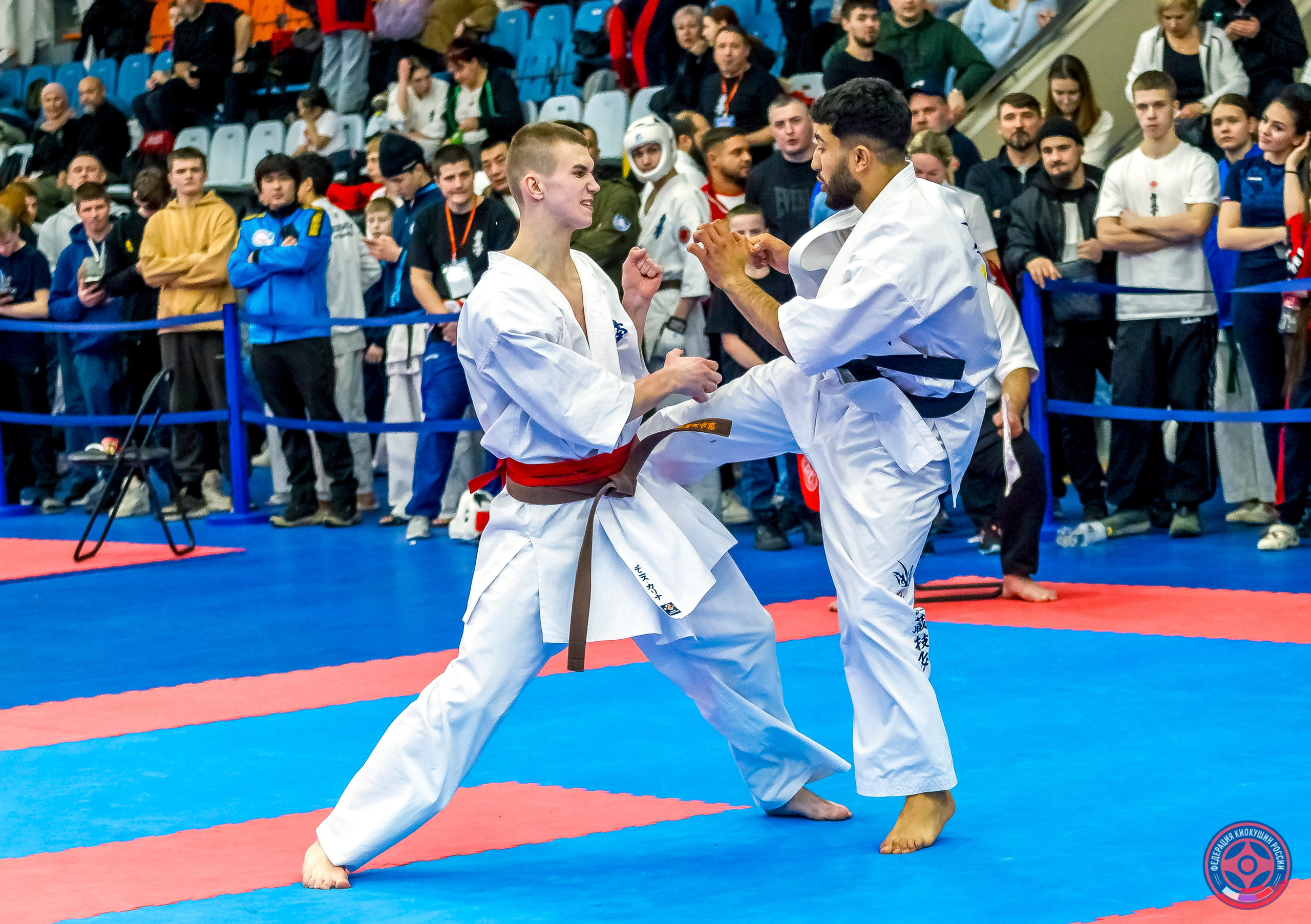 Международный турнир по киокушин «Открытый кубок Seiken». Репортажная съемка в Москве и области. Анималистика