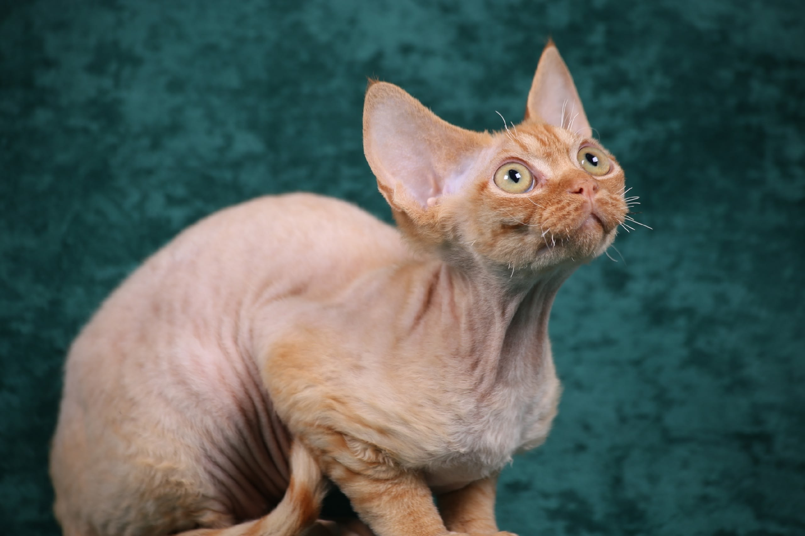 DRX, d котик. Nevskiy Favorite — питомник девон-рексов в Санкт-Петербурге. Здоровые, ласковые и редкие котята