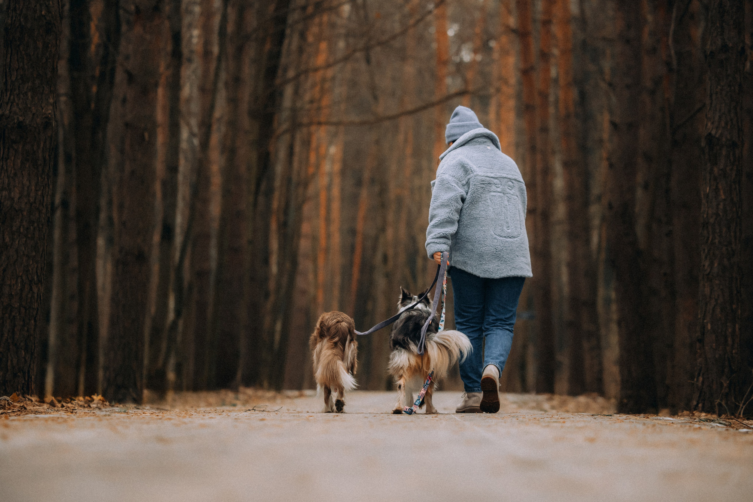 Полина, Милли и Паддингтон