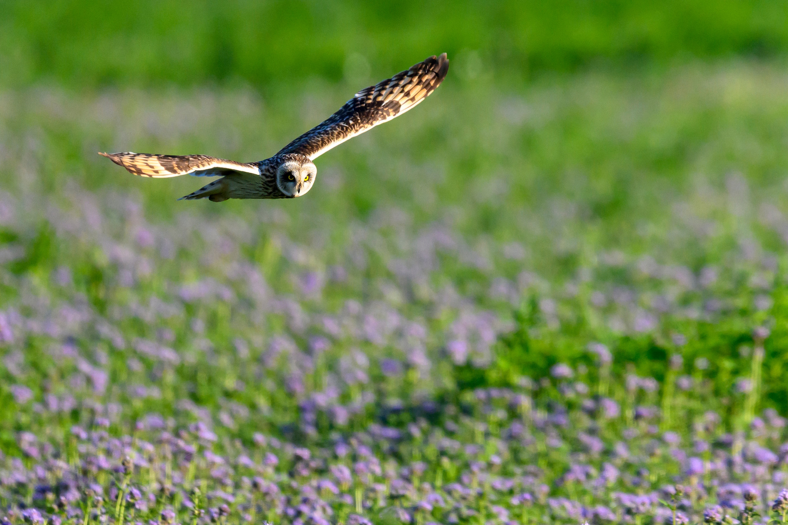 Охота совы. Фотограф Сергей Пупонин