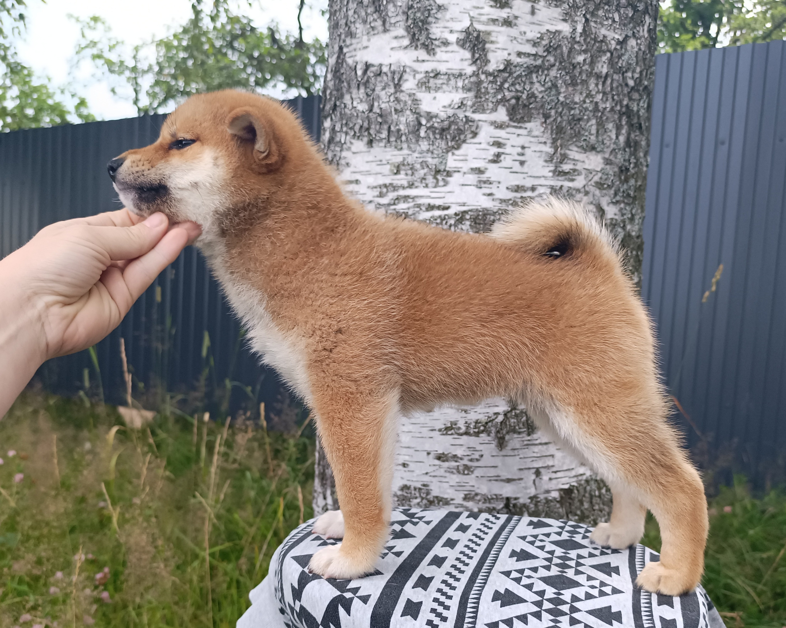 сиба питомник Рубилайт щенки на продажу rubylight  сиба щенки купить СПб Санкт-Петербург