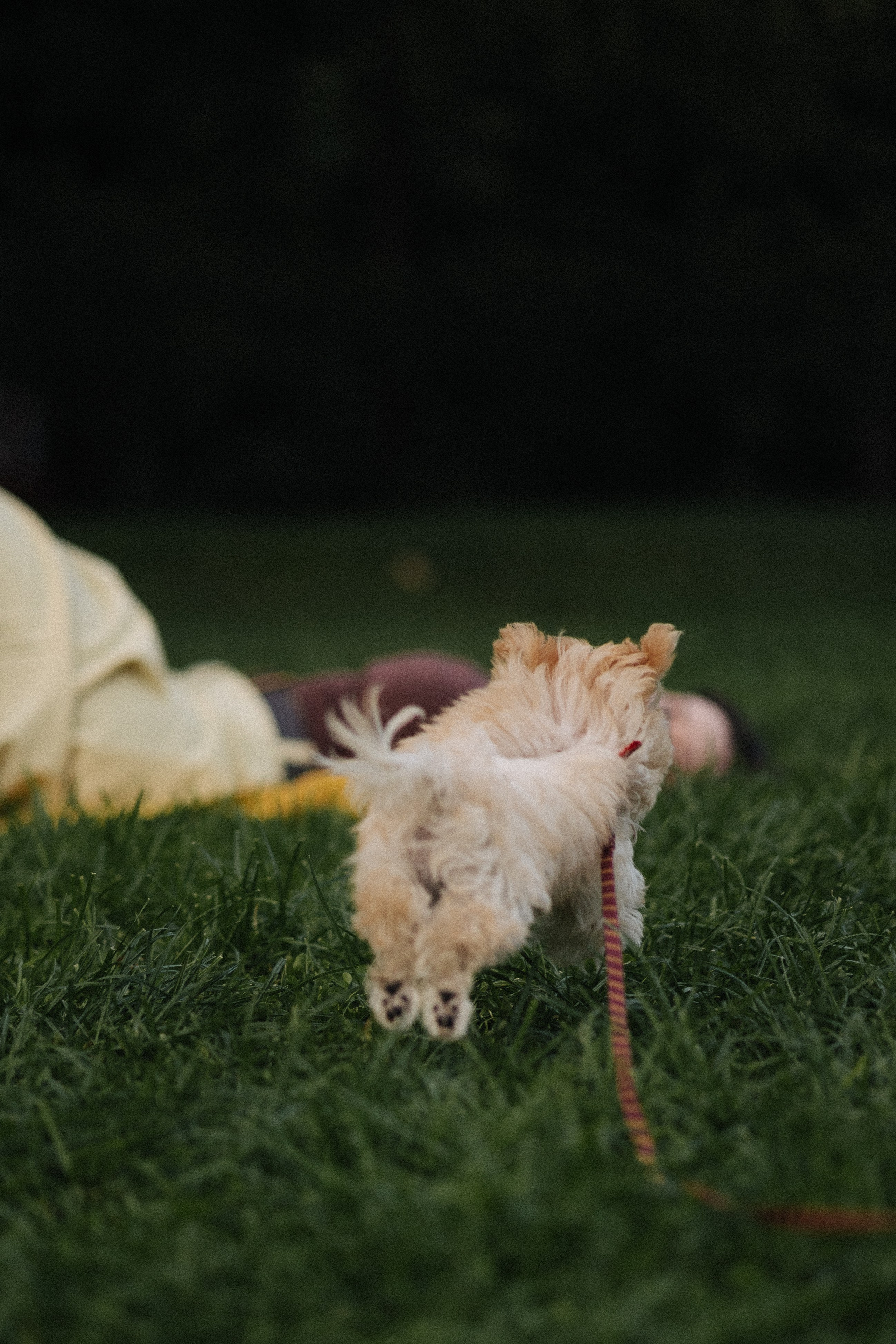 Оля и Бри. Фотораф — анималист Мария Шистка