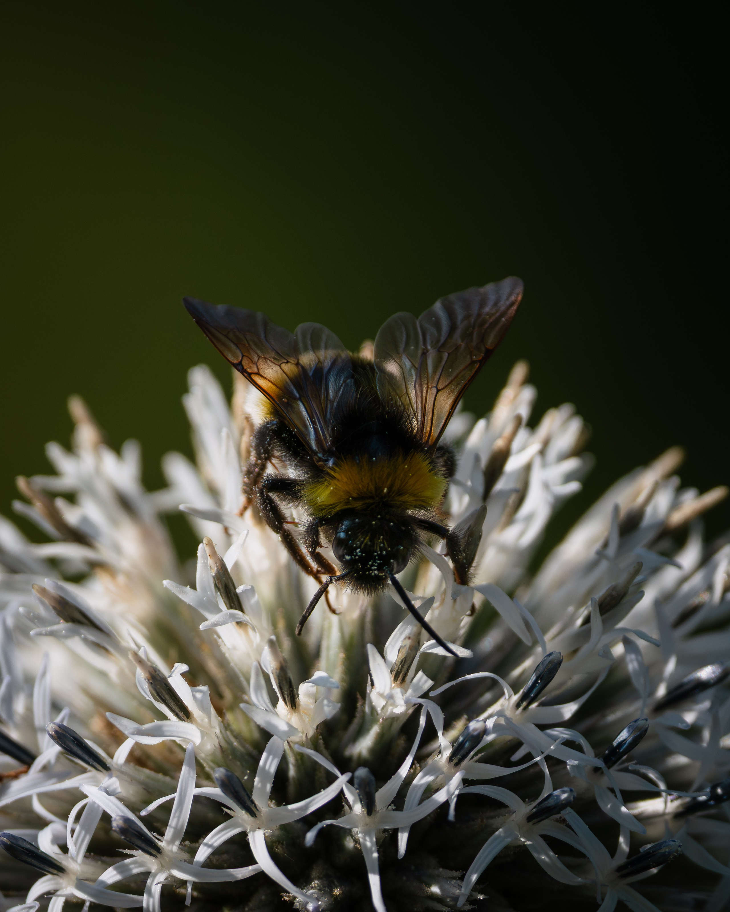 Voronezh 2026. Anton Chernov | Wildlife photographer