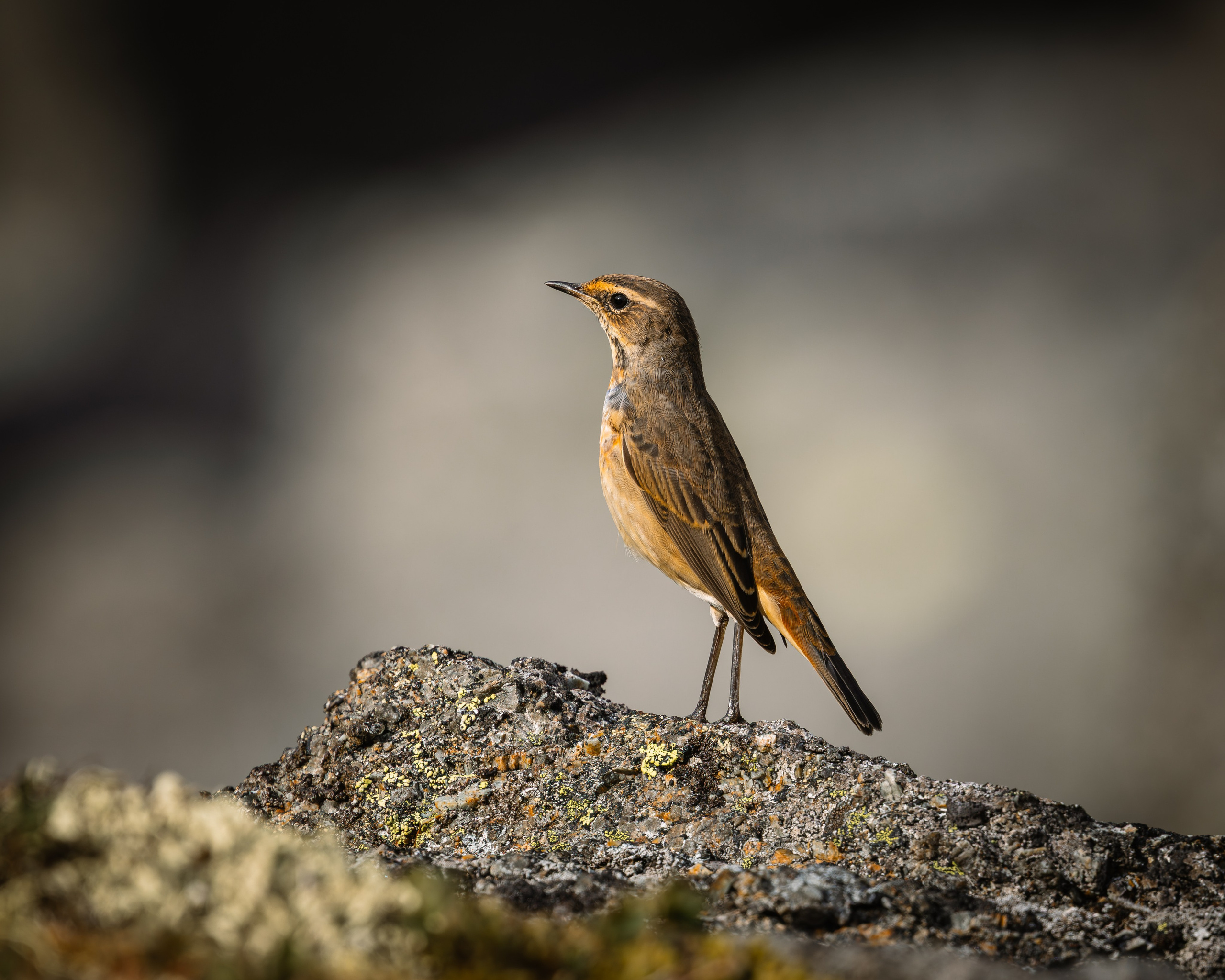 Khibinu 2025. Anton Chernov | Wildlife photographer