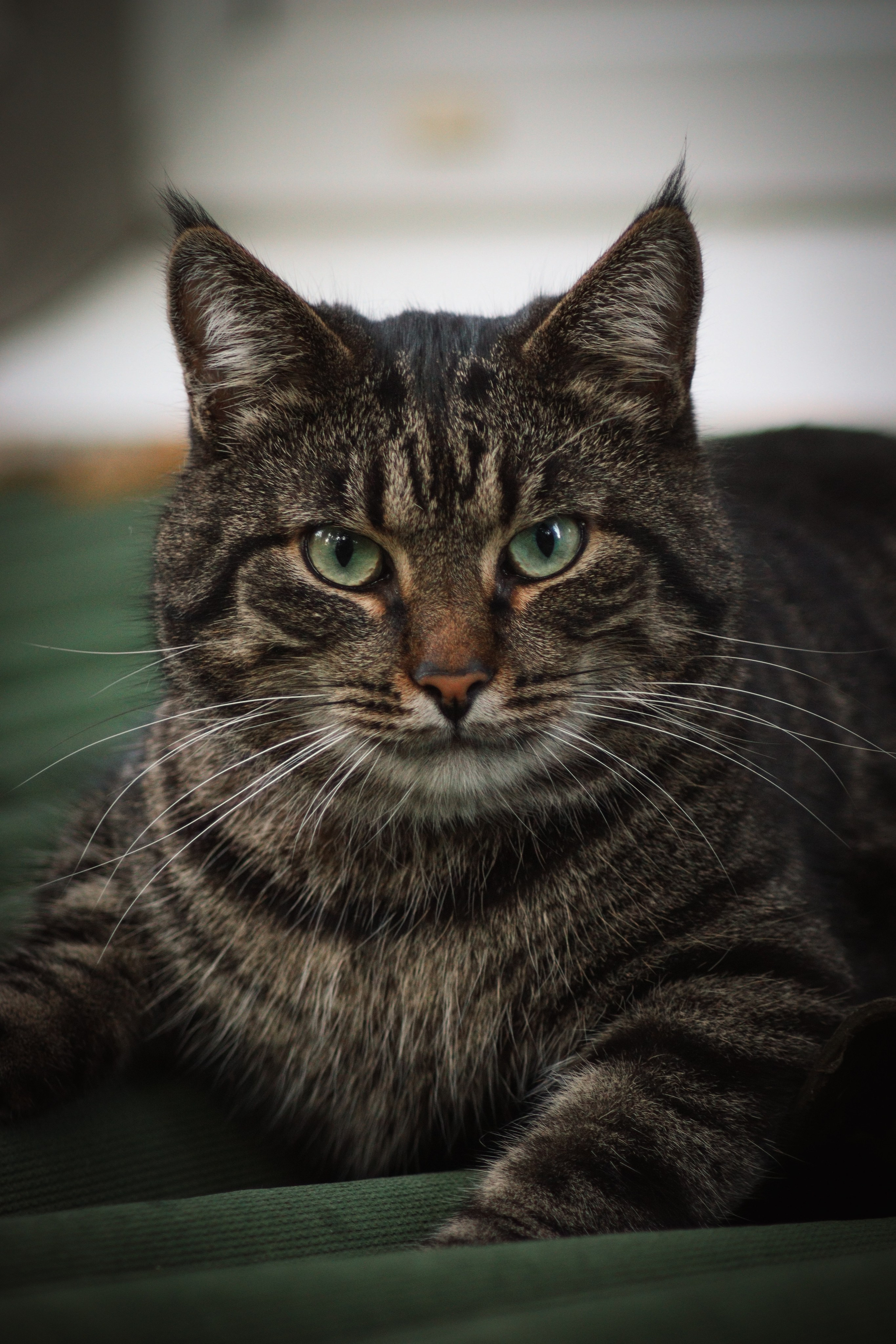 Р А З Н Ы Е — К О Т Ы. — Digital Noise —