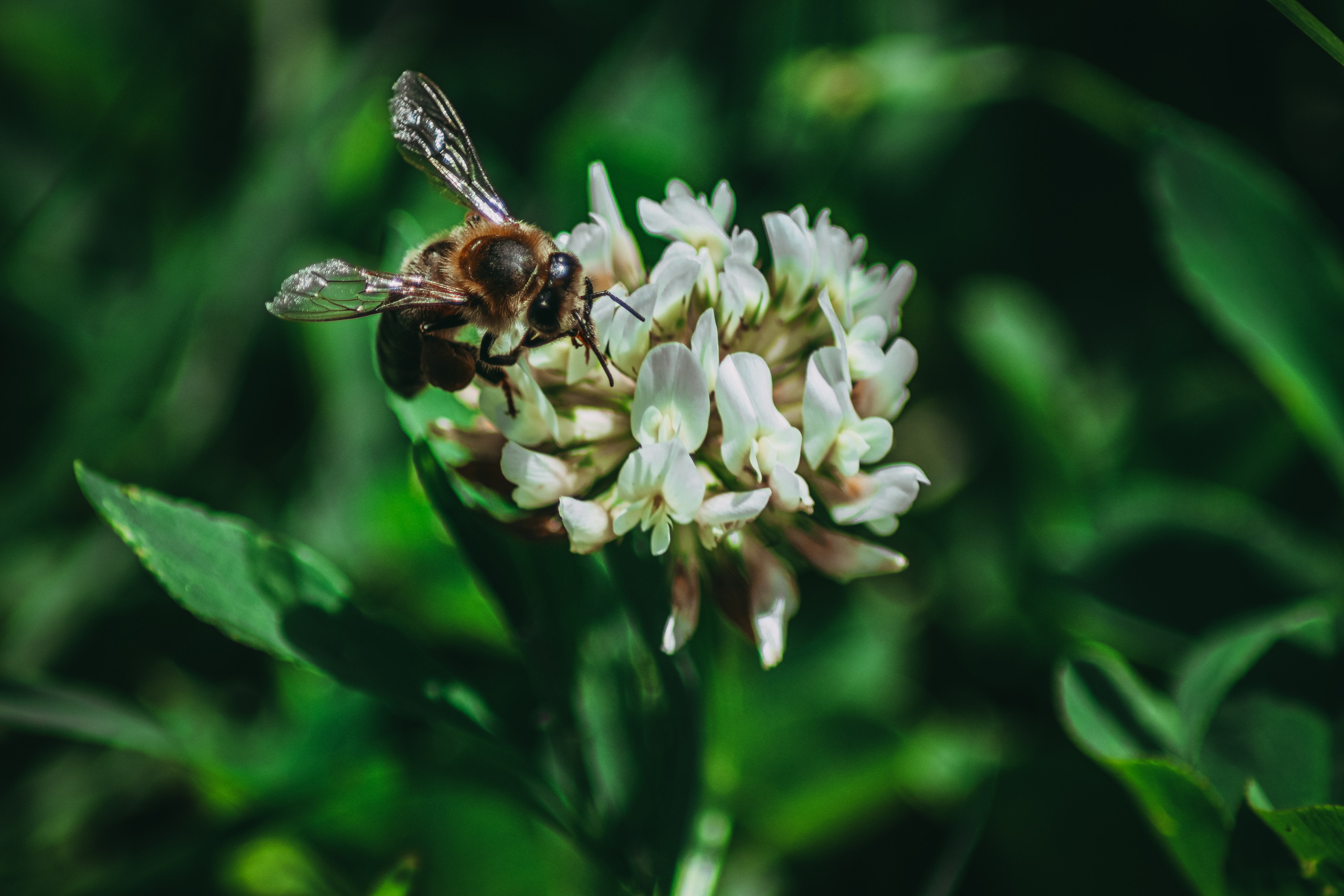 Р А С Т Е Н И Я. — Digital Noise —