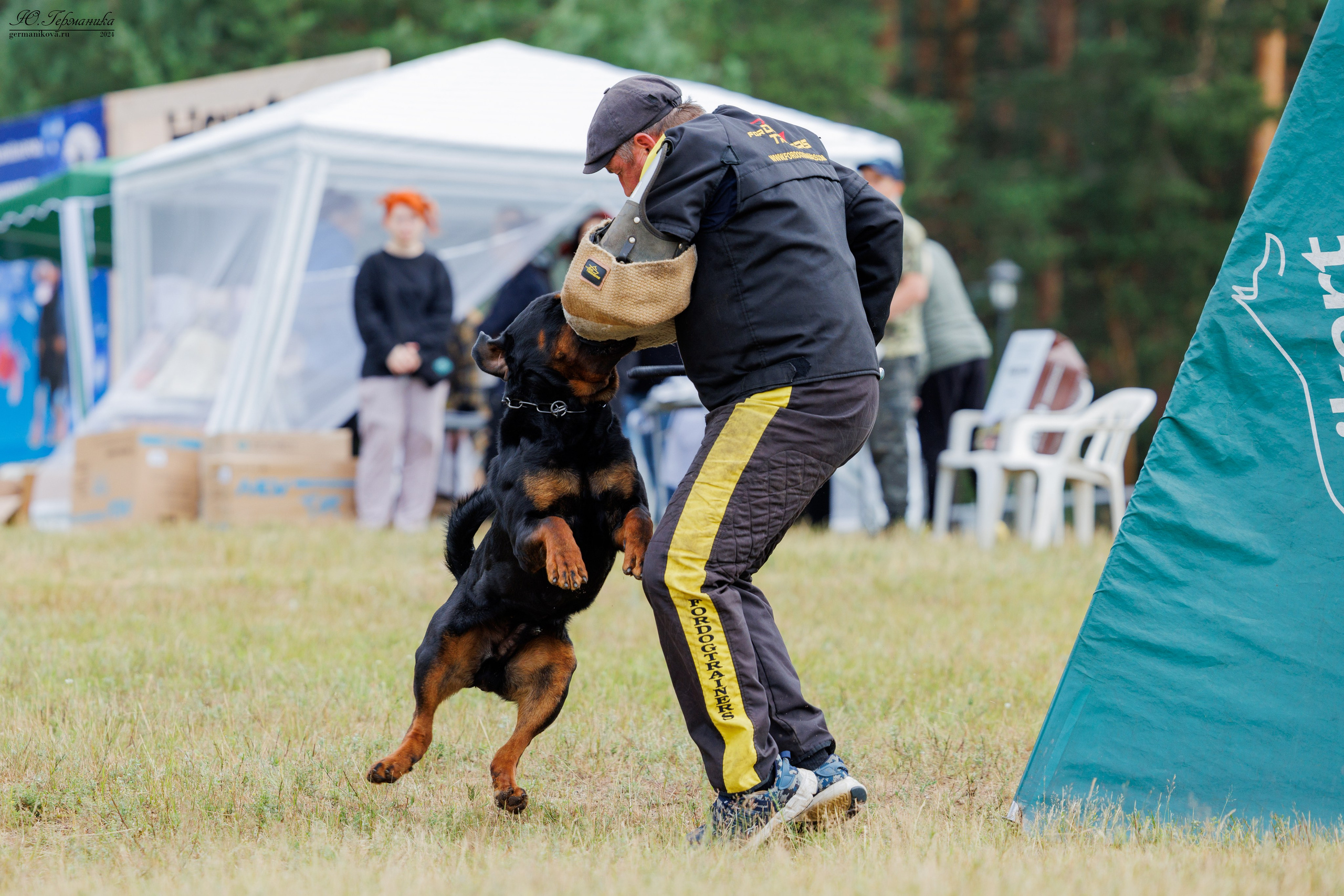ПК и КЧК ротвейлеры Тверь 6-7.07.2024. Фотограф-анималист Юлия Германика