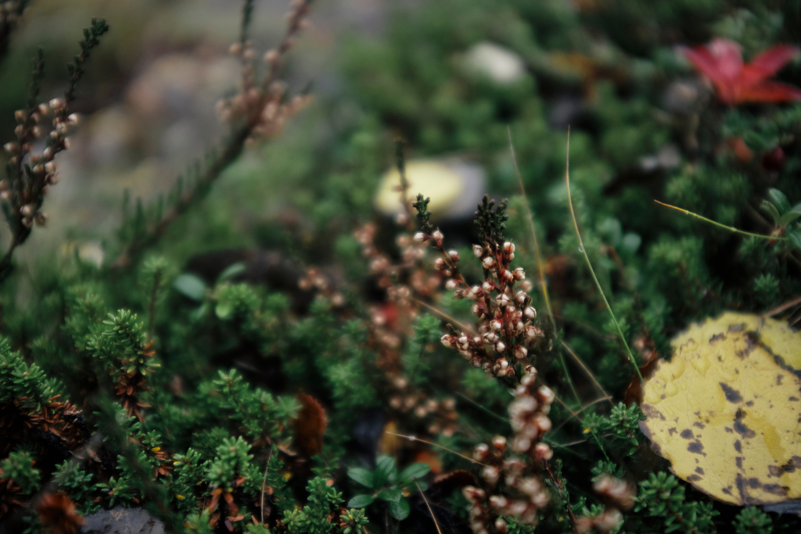 Поездка в Мурманск. Заметки и фото. Елена Павленко. Фотограф. Москва