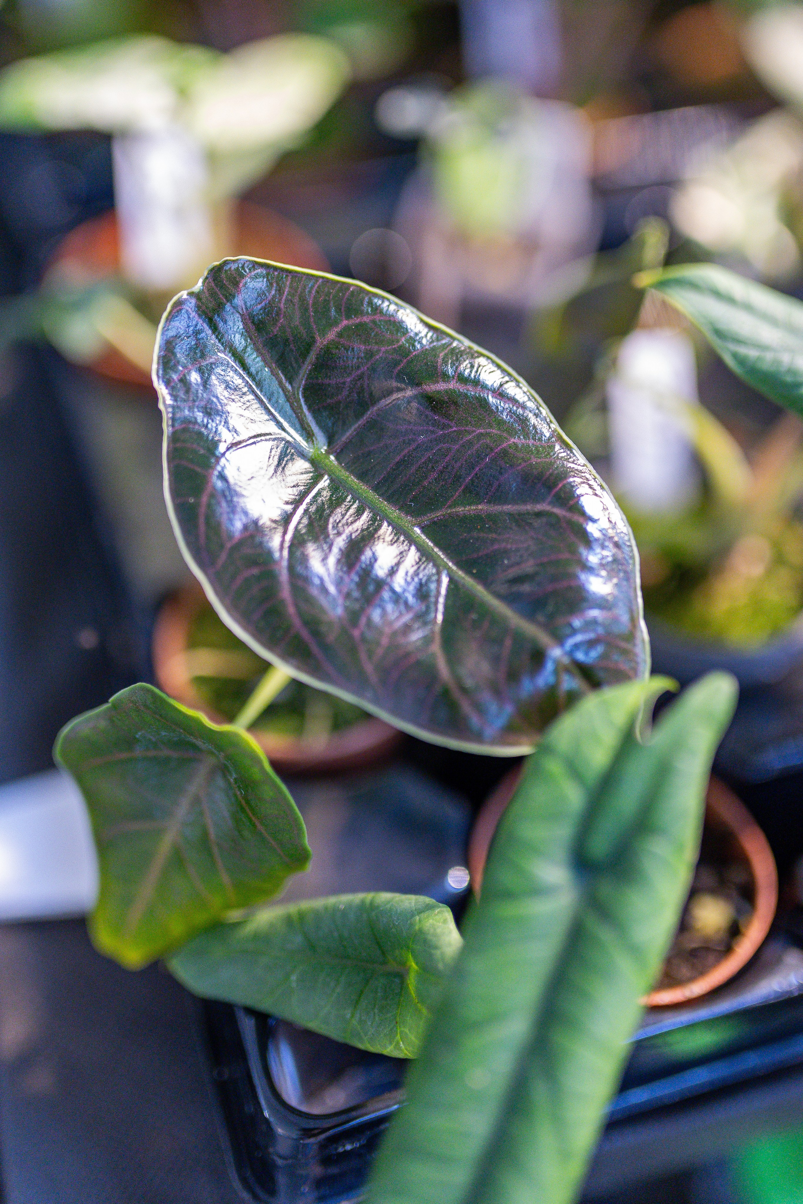 Орхидиум 12.2025. Александра Куликова фотограф, Москва