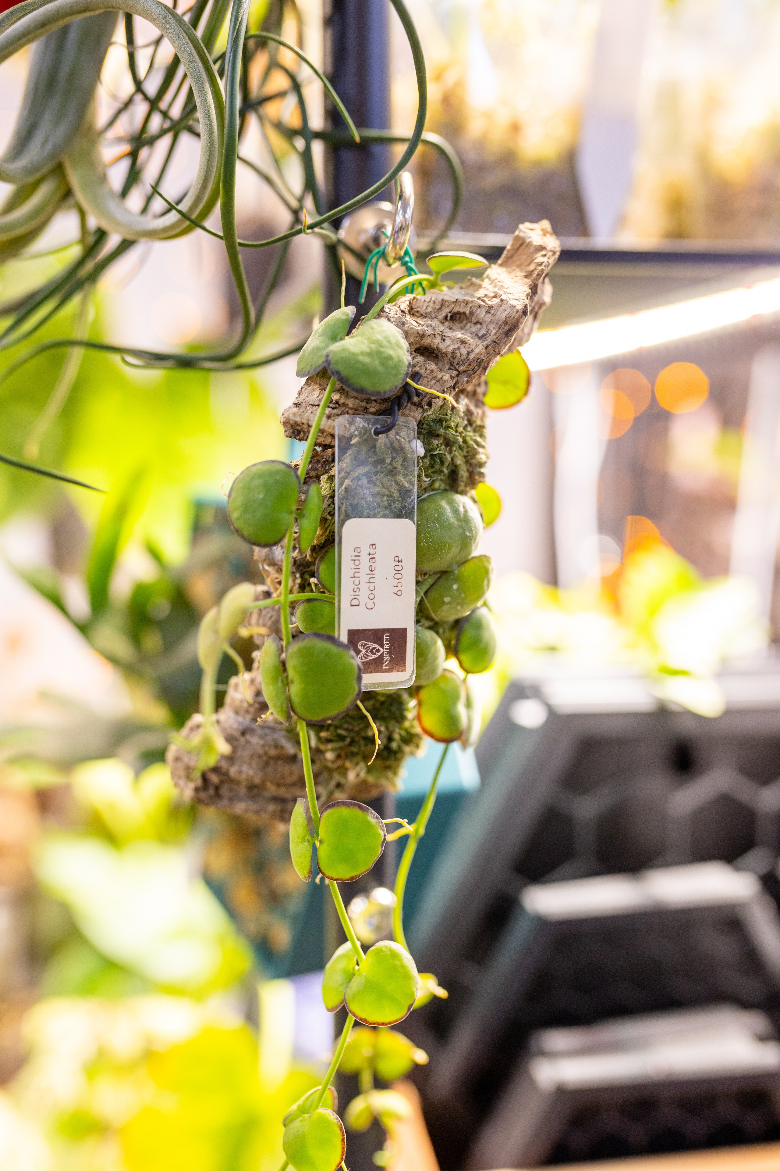 Орхидиум 12.2025. Александра Куликова фотограф, Москва