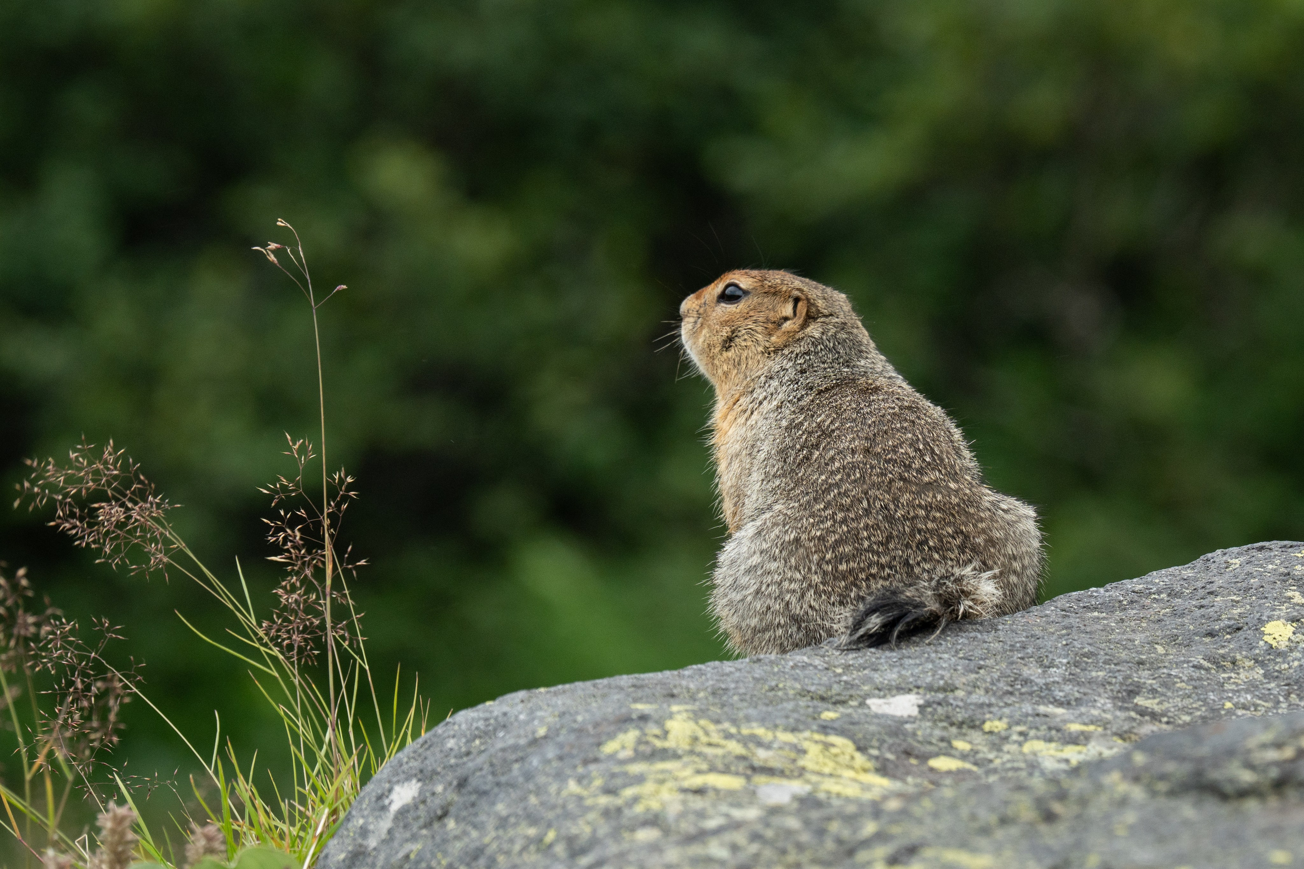 Анималистика. Gusarov Travel Photography