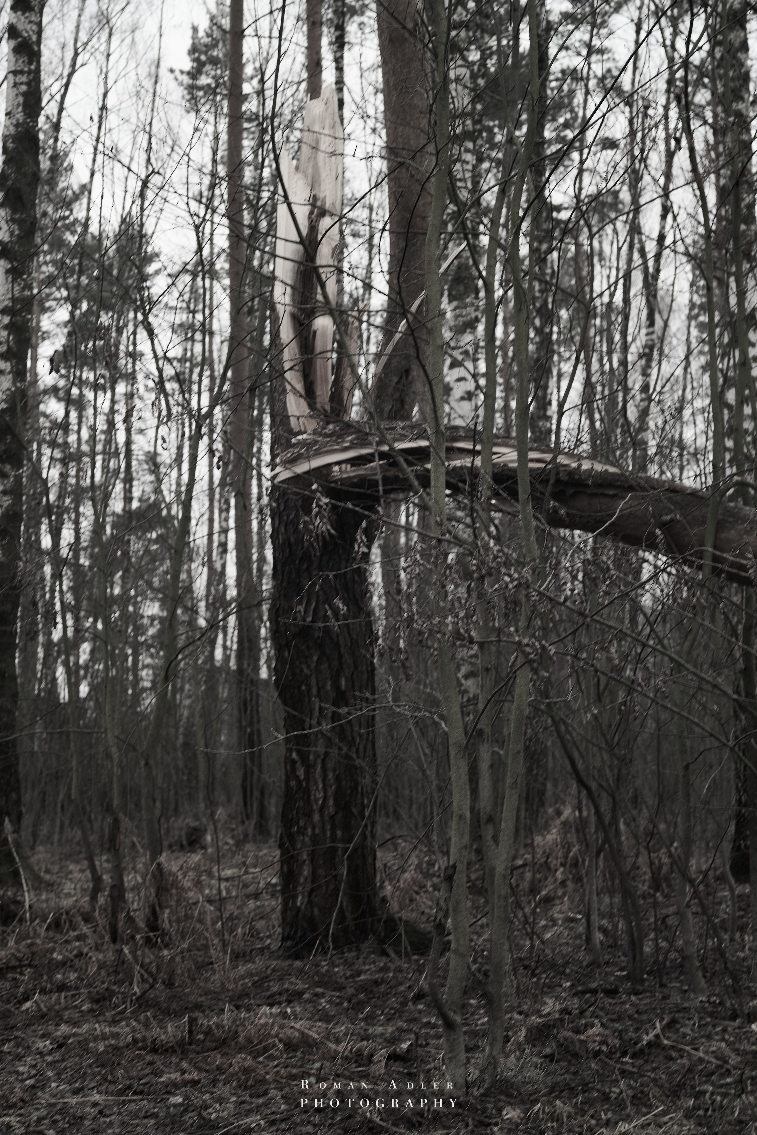 Февральский лес. Фотограф Роман Адлер