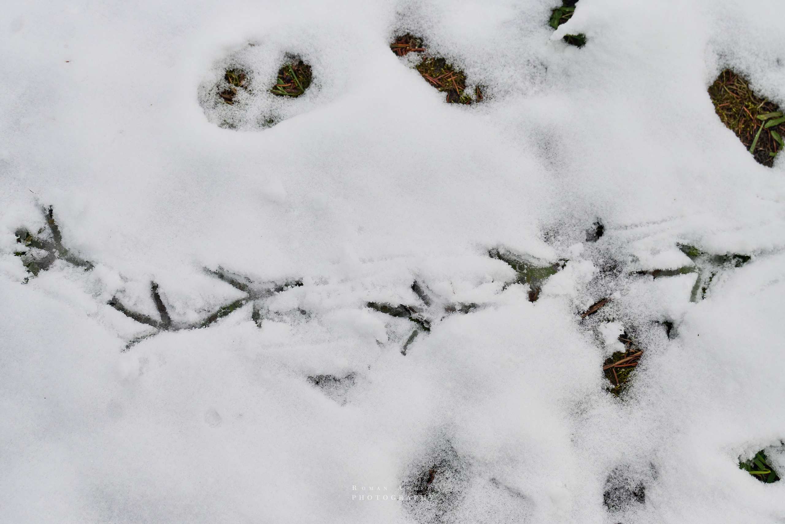Апрельский снег. Москва 2025. Фотограф Роман Адлер