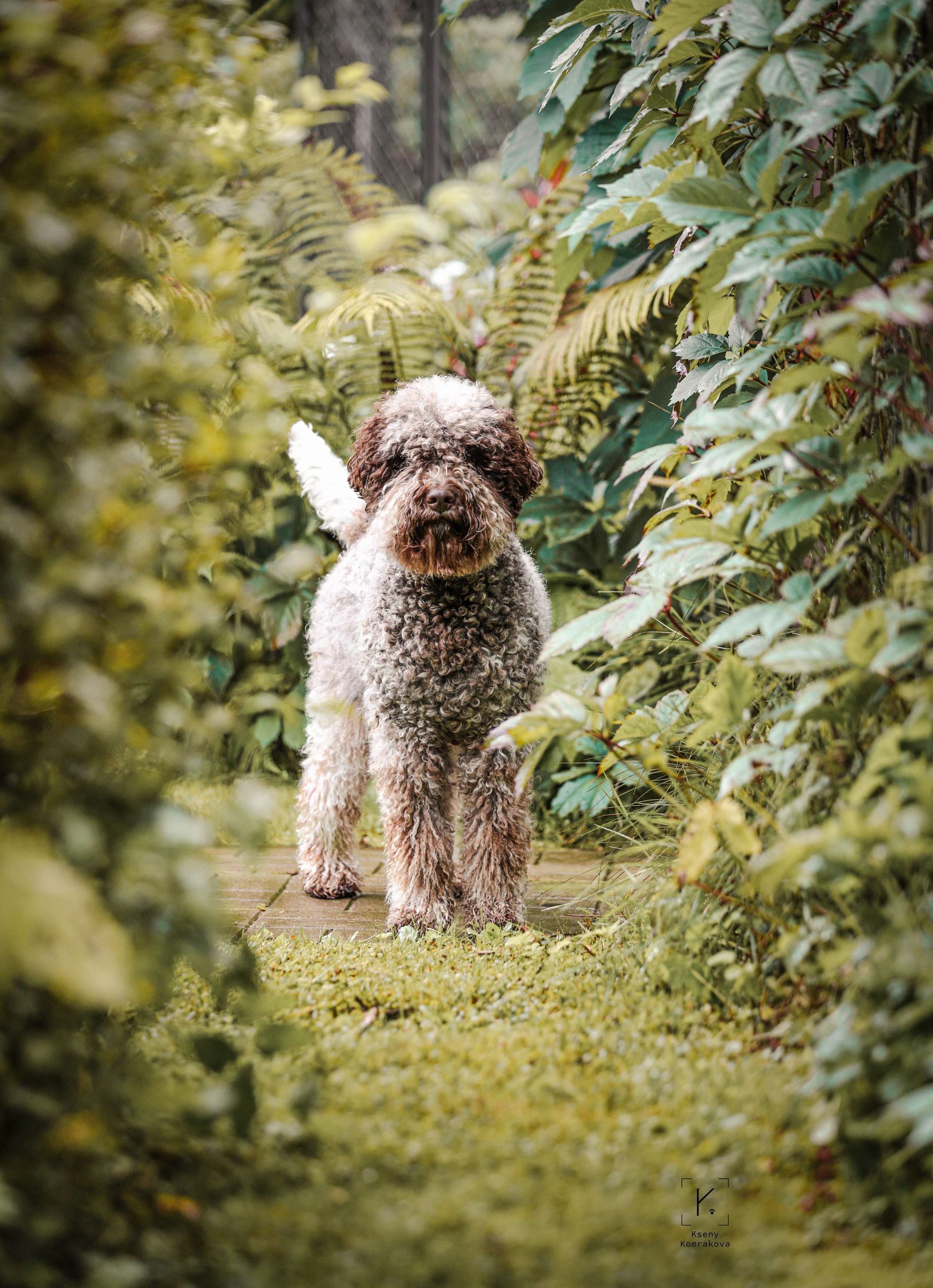 Съемка собак. Анималистика. Репортаж. Индивидуальная съемка