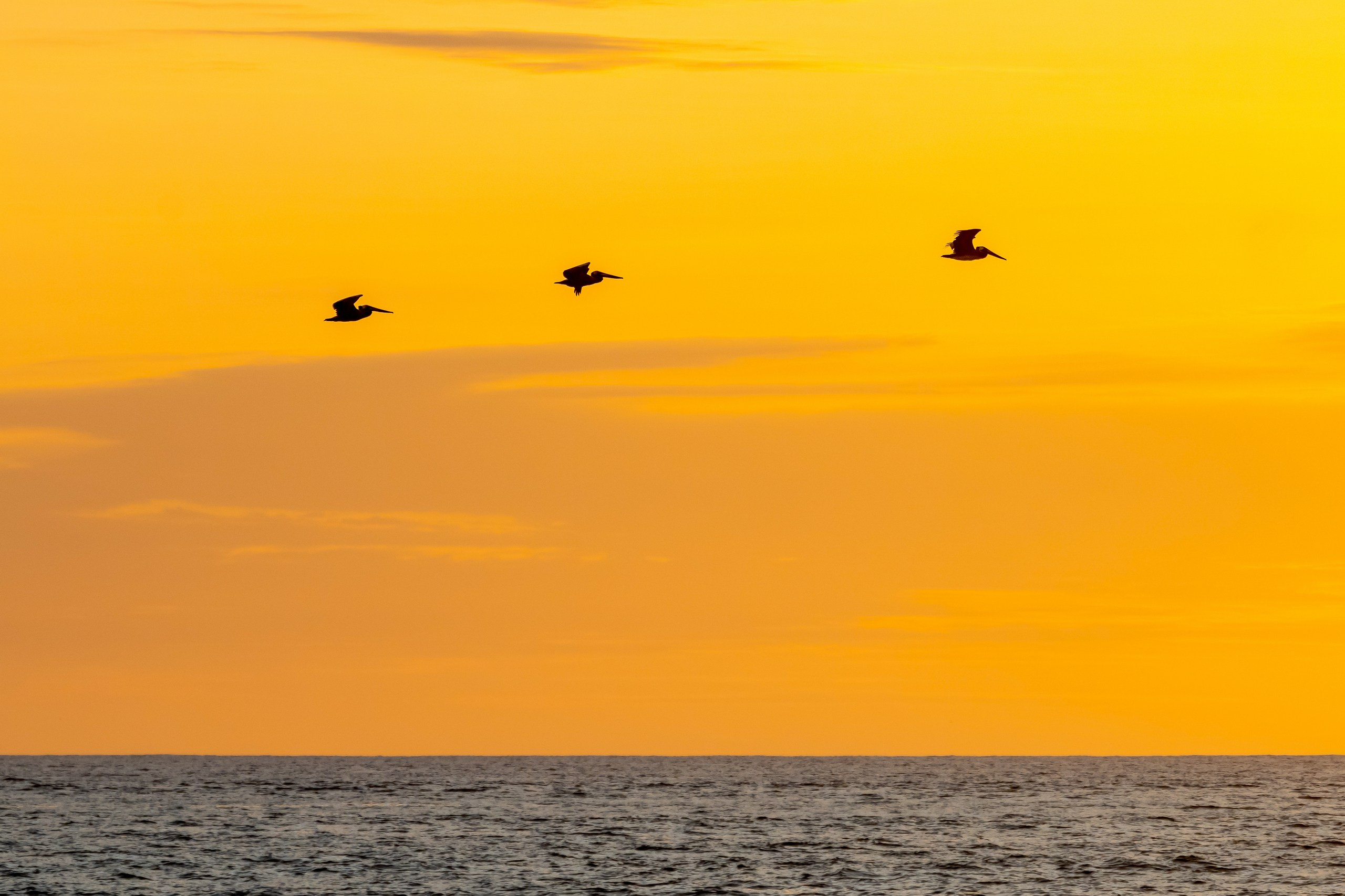 Пейзажный фотограф, Фотографии дикой природы. Foto-Zuev фотография как искусство