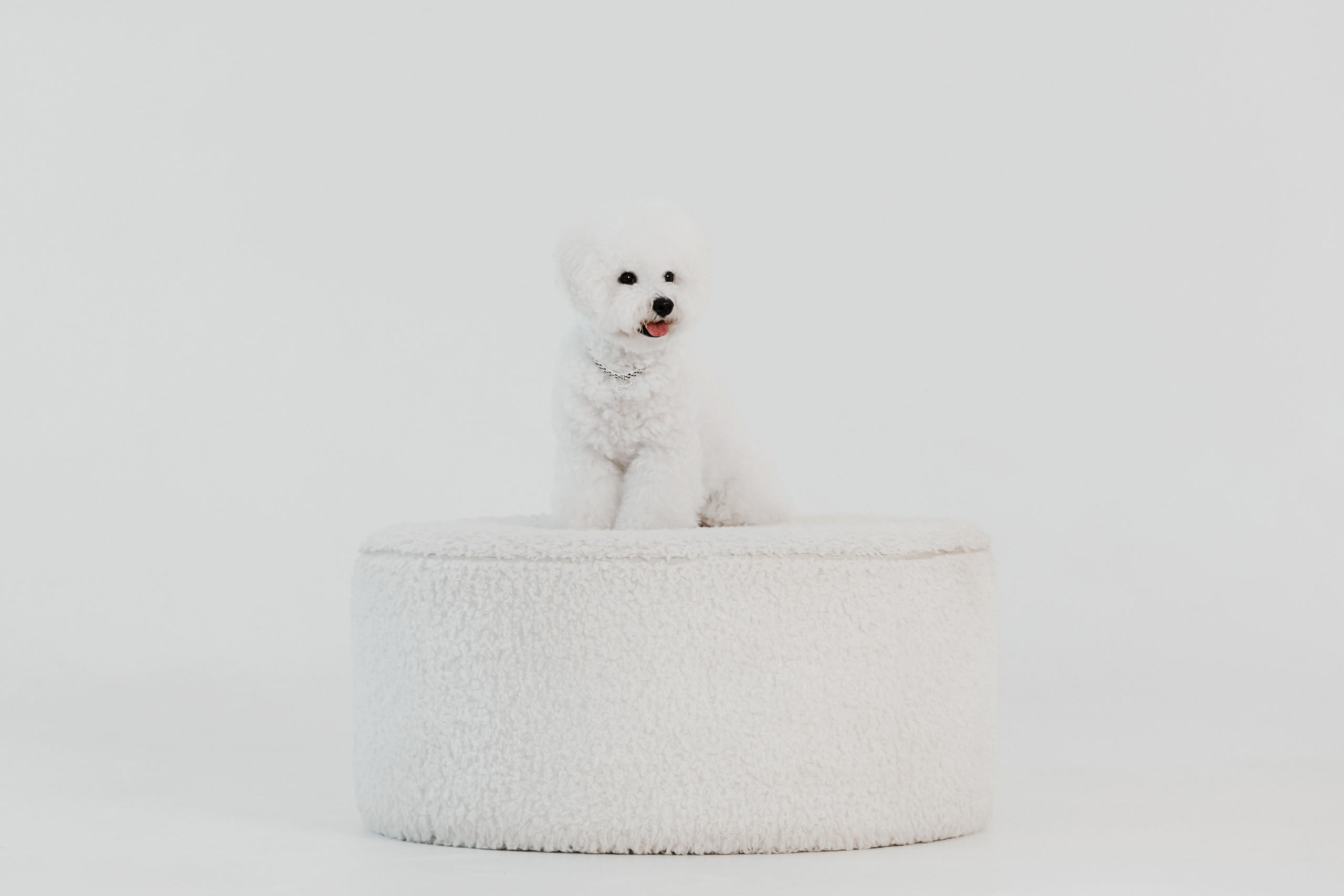 Бишон-фризе. Фотограф-анималист в Краснодаре Маша Мельникова