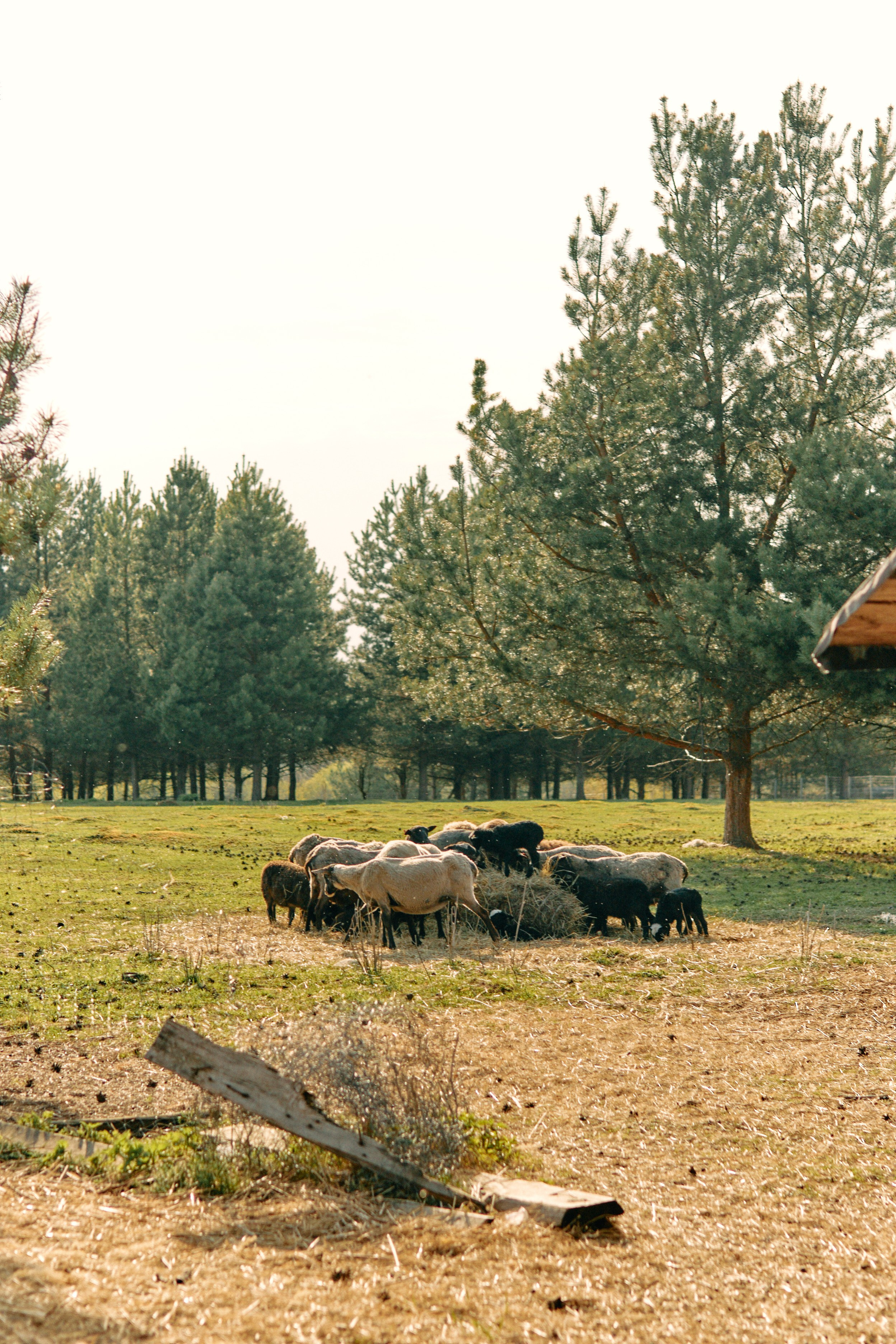 Бутик-отель Поле летом. Профессиональный Фотограф во Владимире, в Москве и в Суздале — Полина Романычева