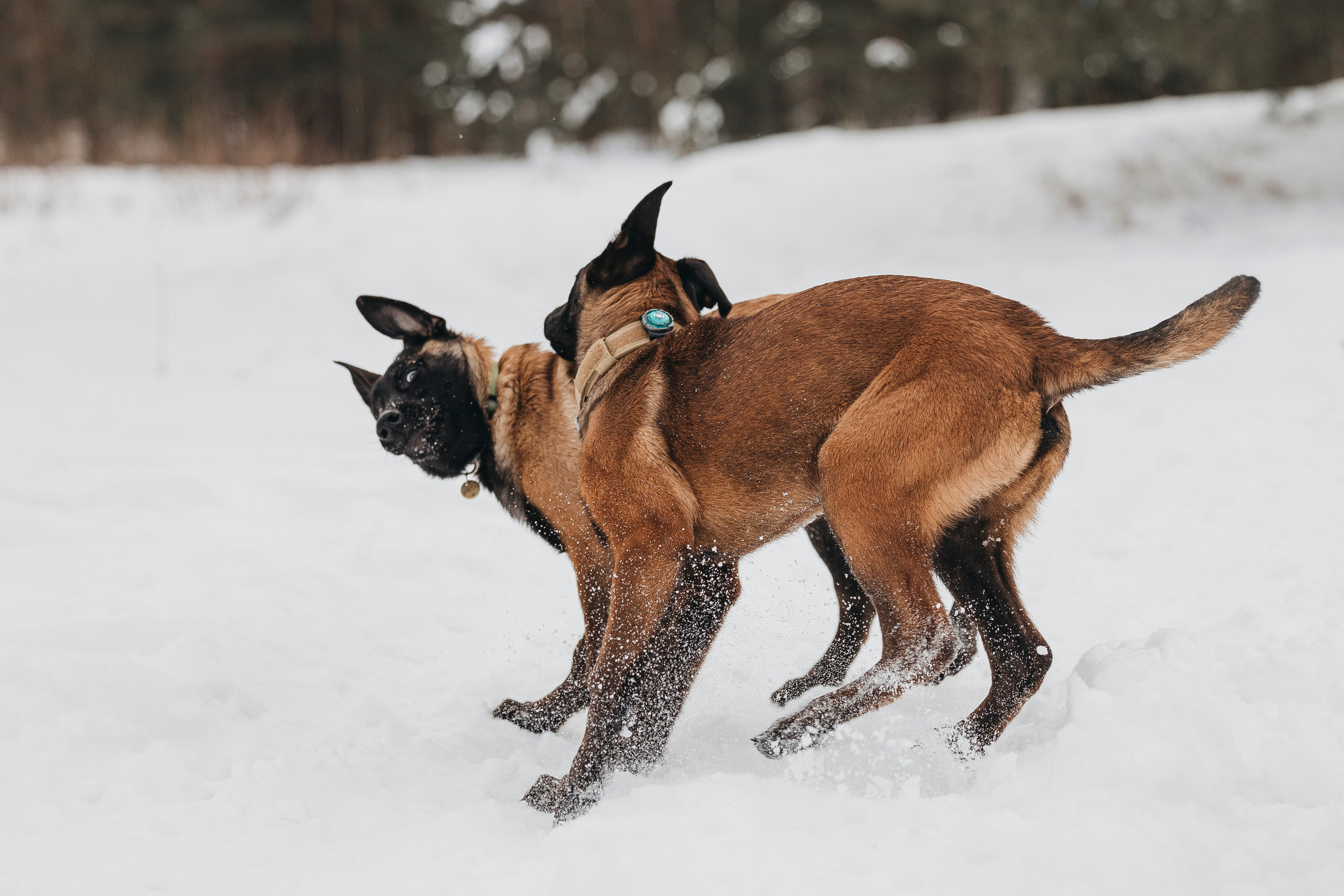 Даша, Омен, Айс и Рицу. Фотограф-анималист Анна Маринич