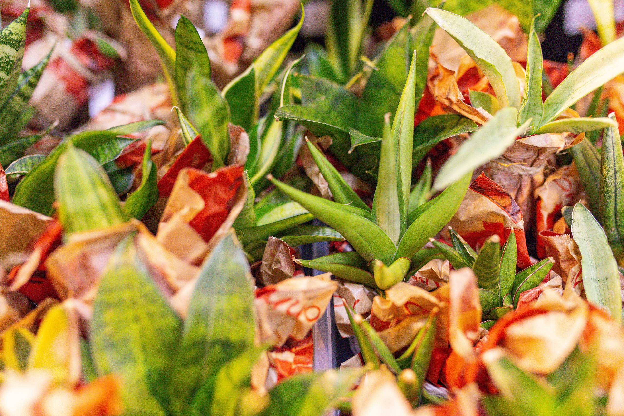 Монстериум 11–12 октября. Александра Куликова фотограф, Москва