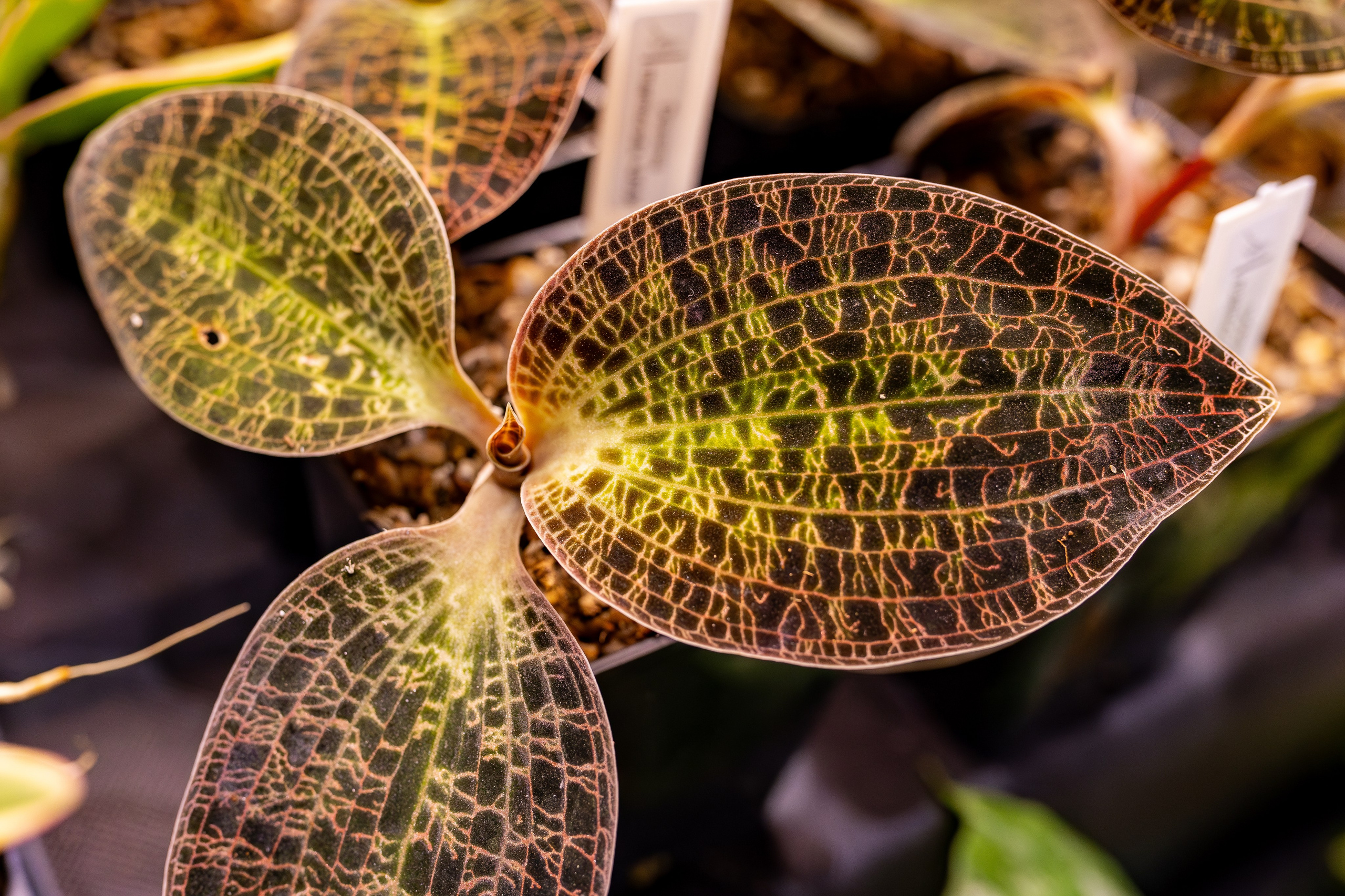 Орхидиум сентябрь 2025. Александра Куликова фотограф, Москва