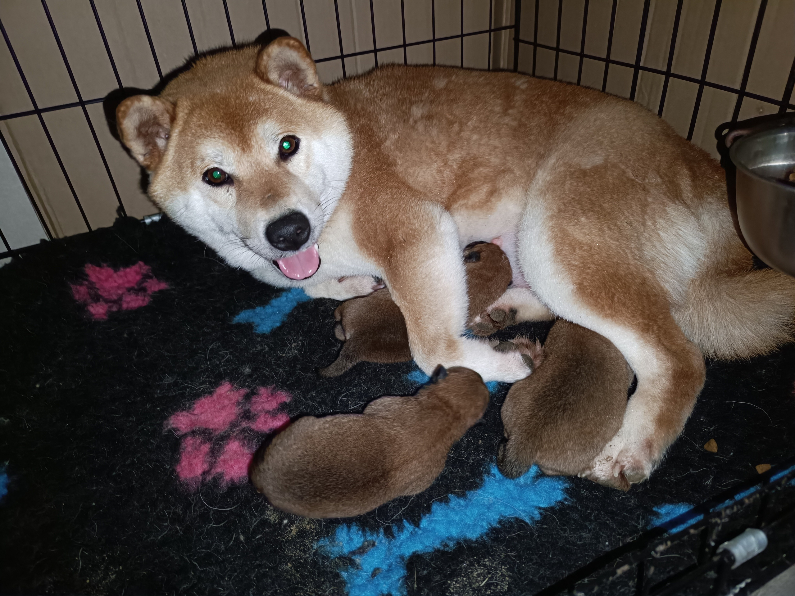 сиба питомник Рубилайт щенки на продажу rubylight  сиба щенки купить СПб Санкт-Петербург 