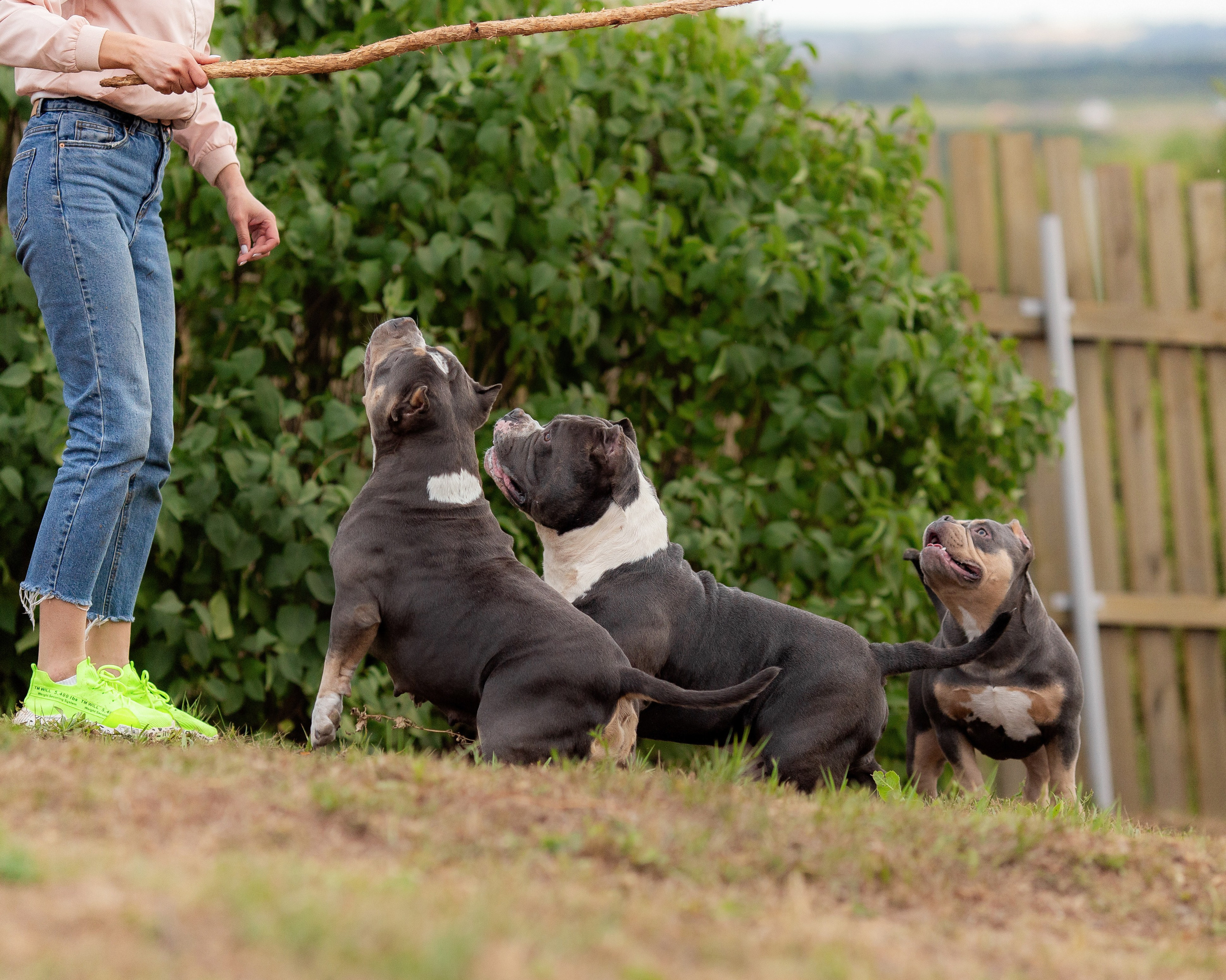 Наталья и булли. Фотограф Анималист в Перми Анастасия Остерман