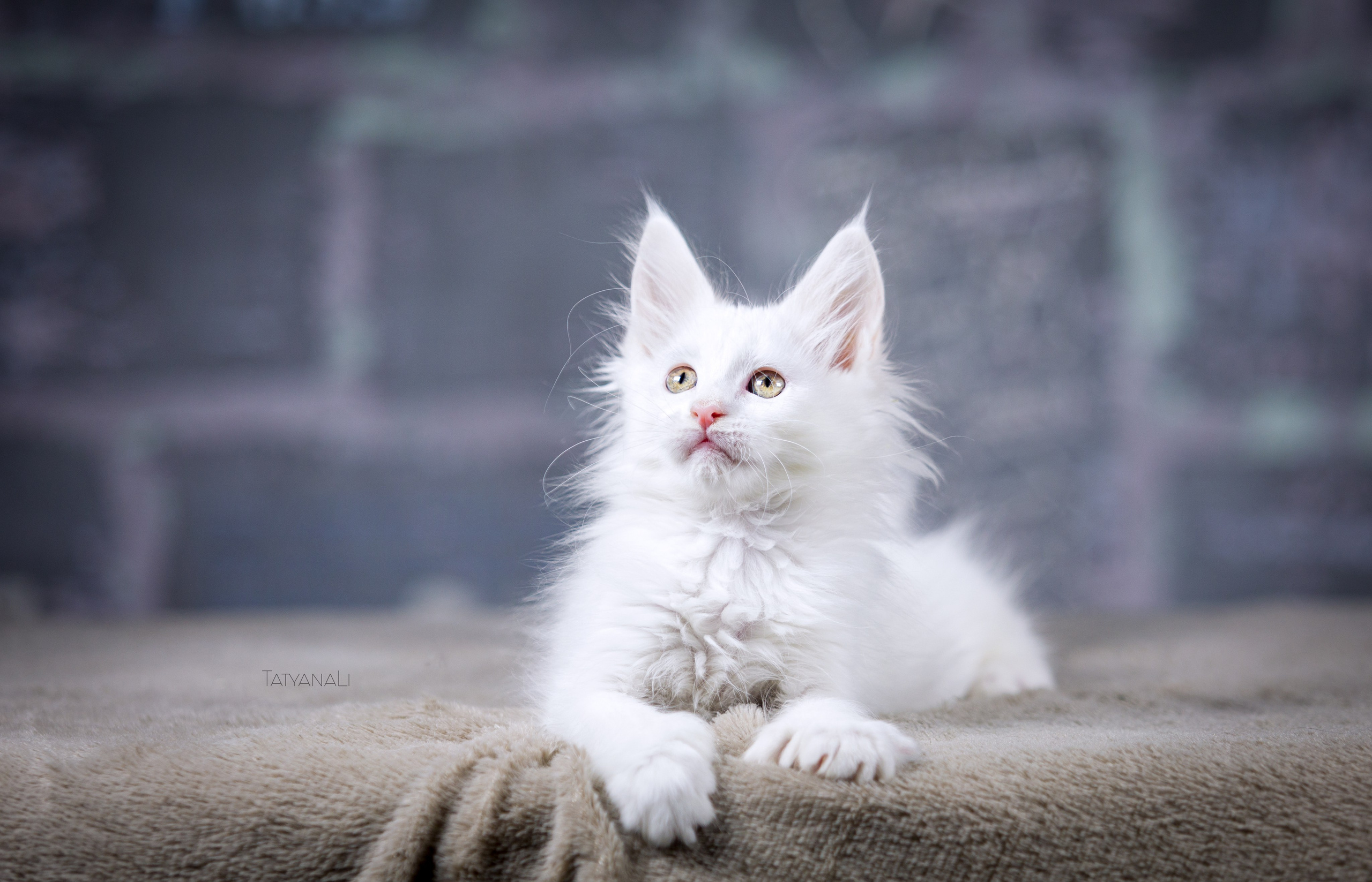 Котята. Фотограф — анималист Татьяна Ли