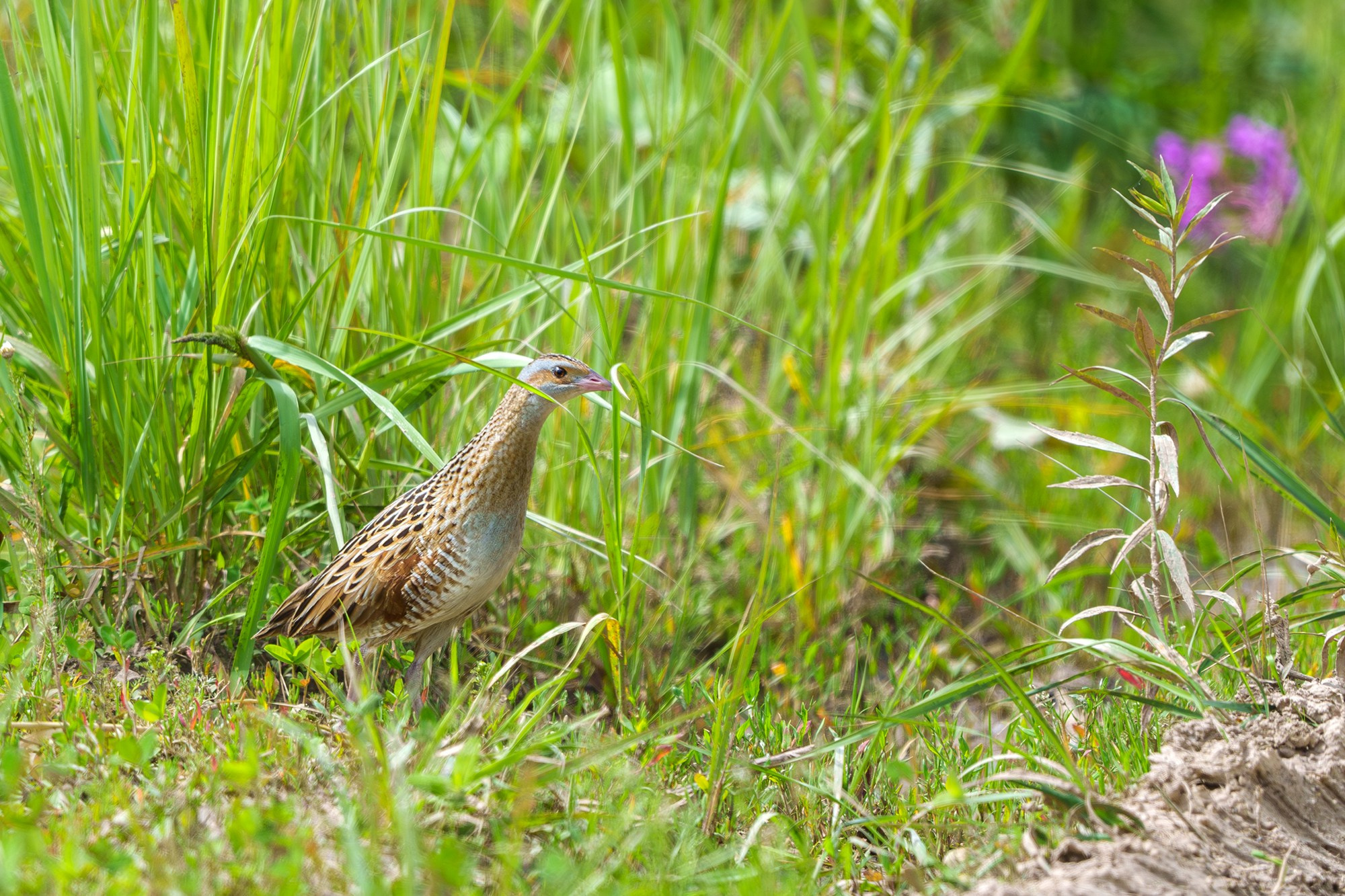 Удивительные мир птиц. Вокруг нас столько прекрасного — присмотритесь!. Ваш личный фотограф Марина Волкова