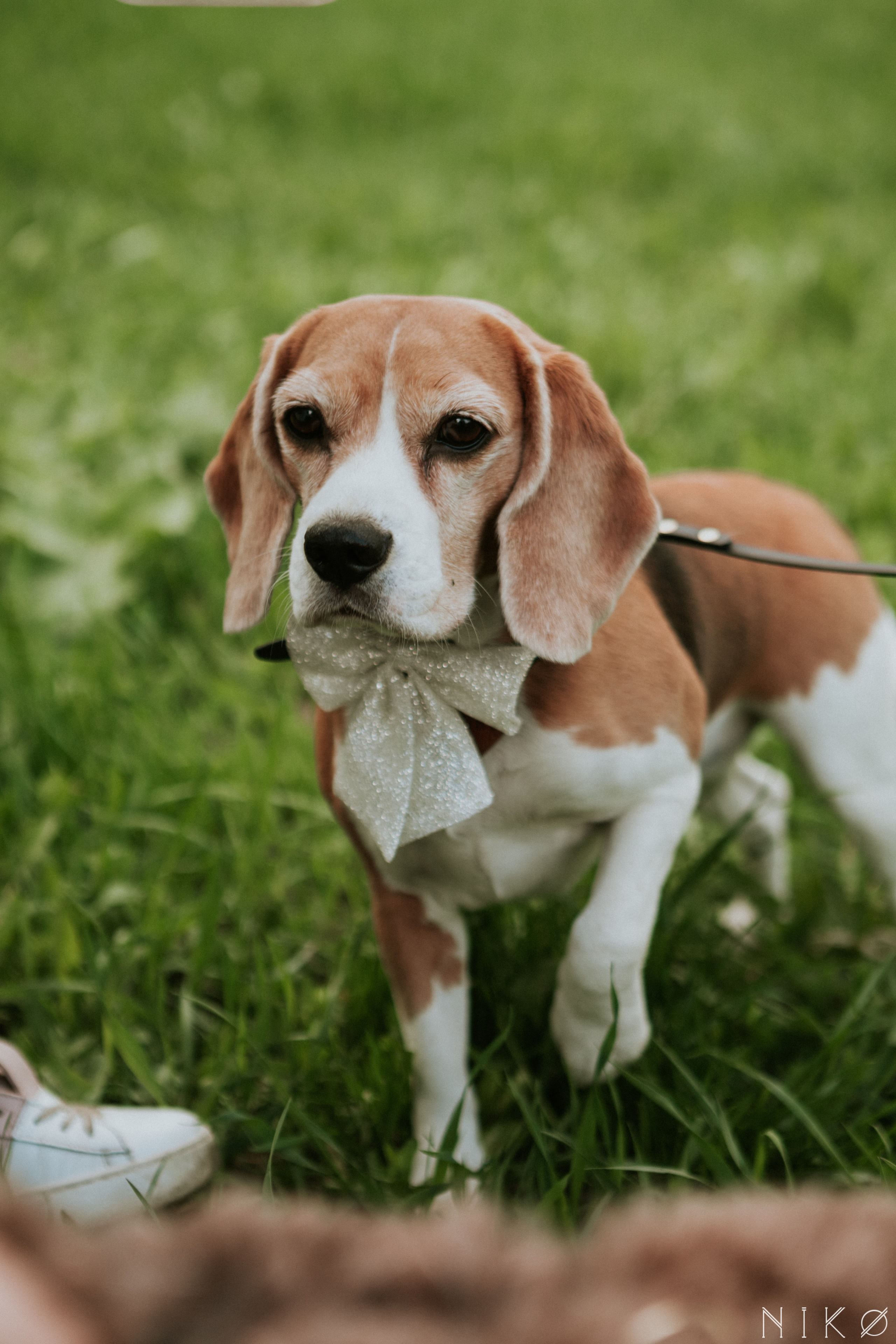 Злата & Игорь. Фотограф Николь Фолиянц