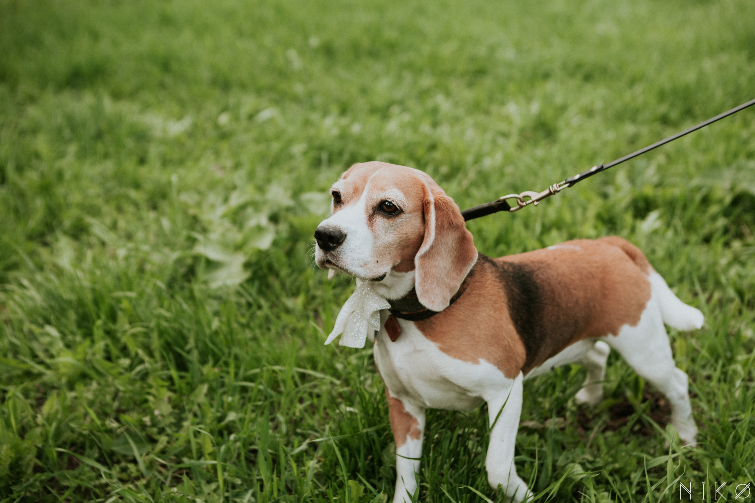 Злата & Игорь. Фотограф Николь Фолиянц