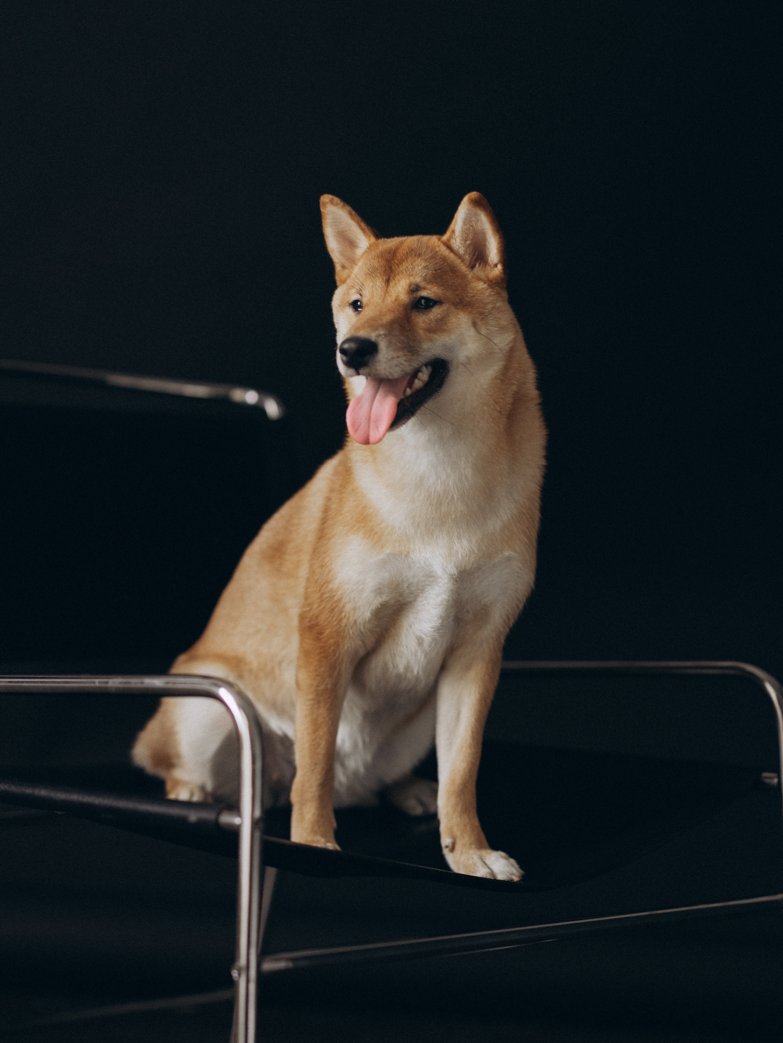 Мика и Настя. Фотограф-анималист в Москве Кириллова Татьяна