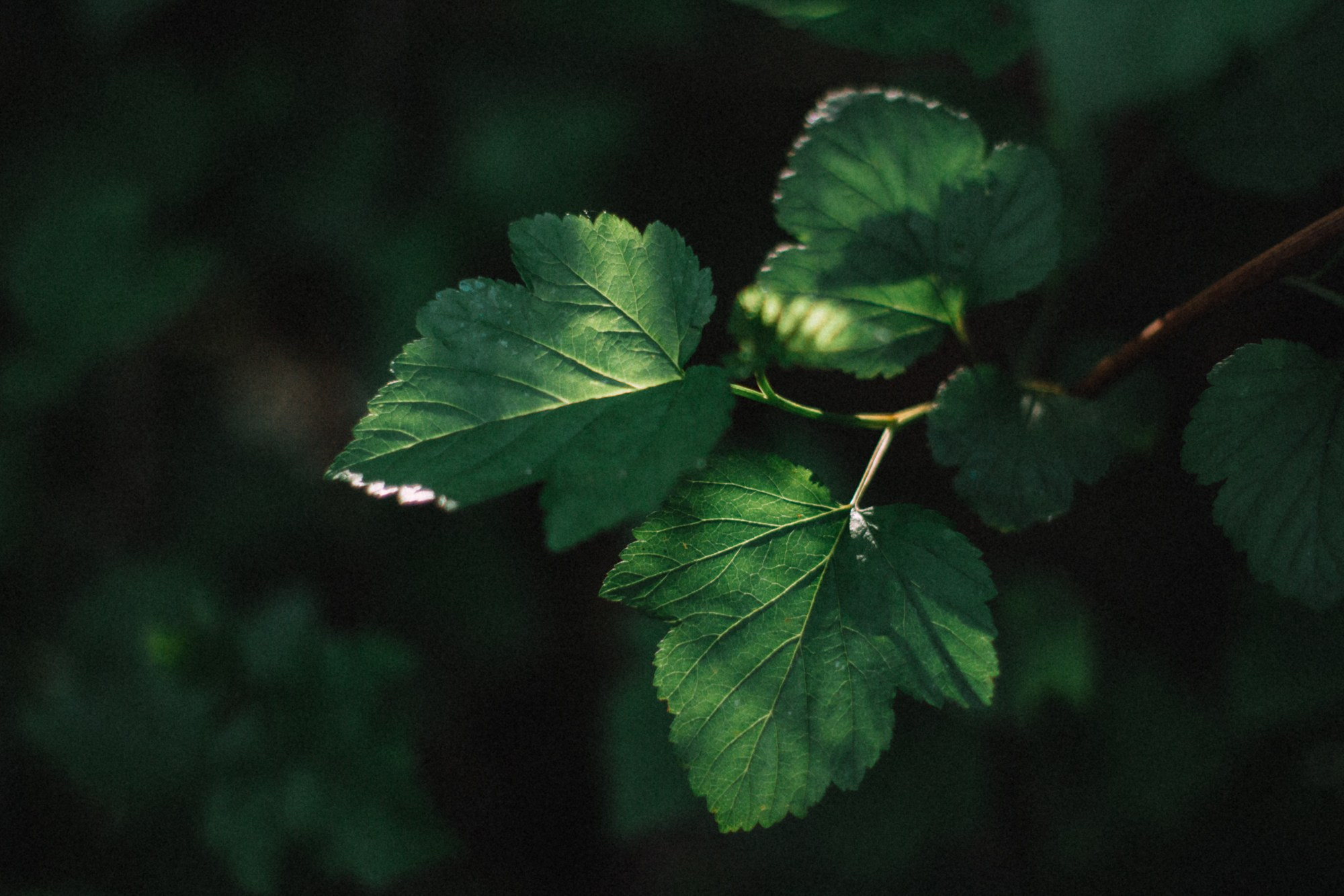 Природа. Андреева Полина l Портретный фотограф в Москве
