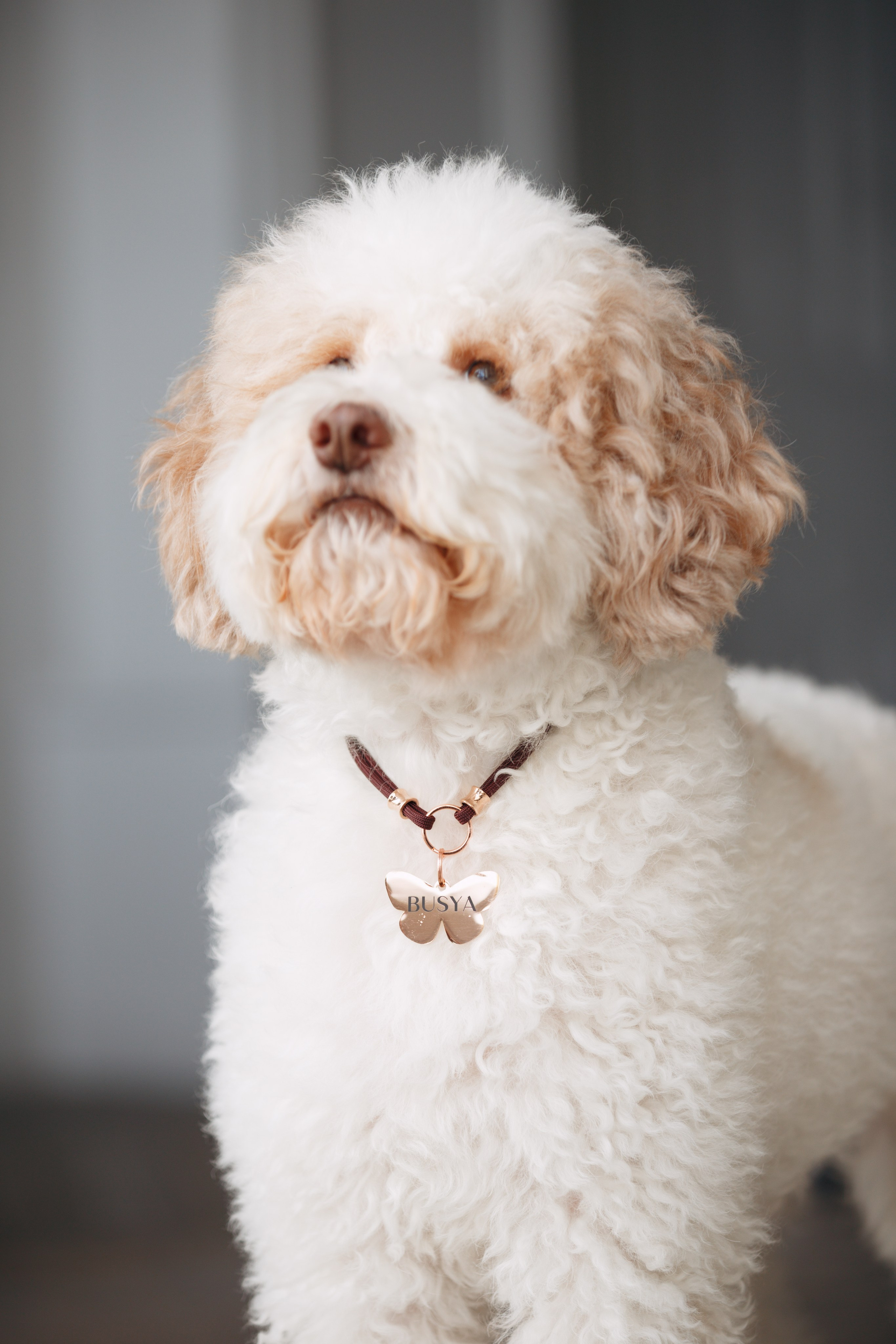 Bmbh лежанки и адресники. Фотограф анималист Кристина Карпова, Москва