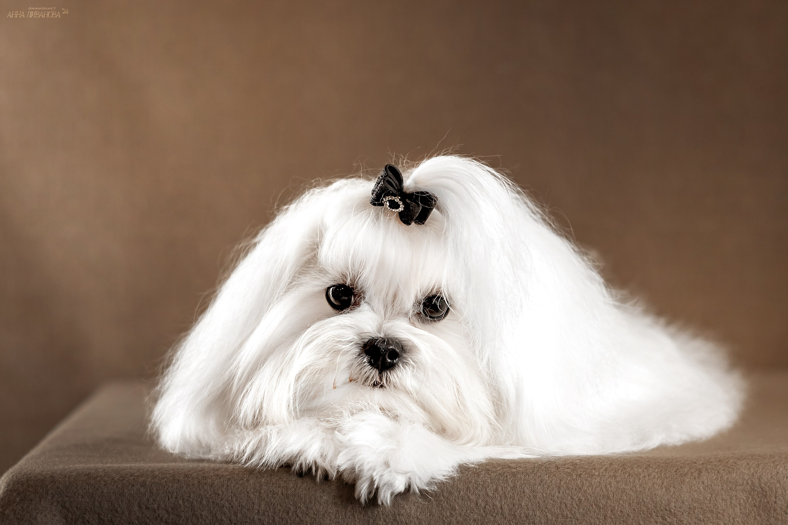 Мальтезе. Фотограф анималист Аня Ливанова | Рыбинск